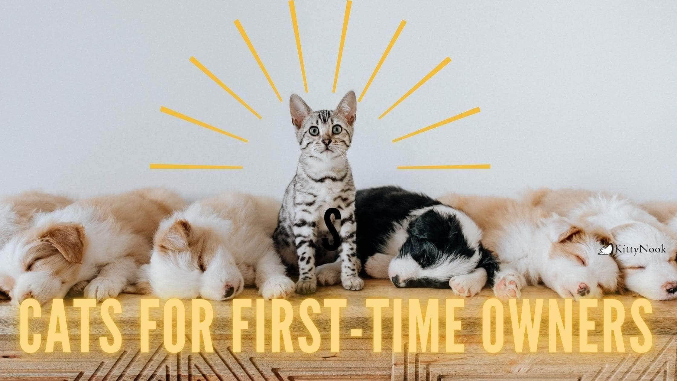 10 Cat Breeds That Are Perfect for First-time Owners - KittyNook