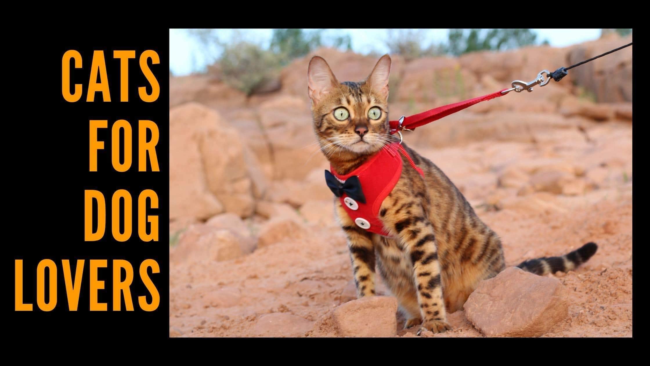6 Perfect Cat Breeds for Dog Lovers - KittyNook