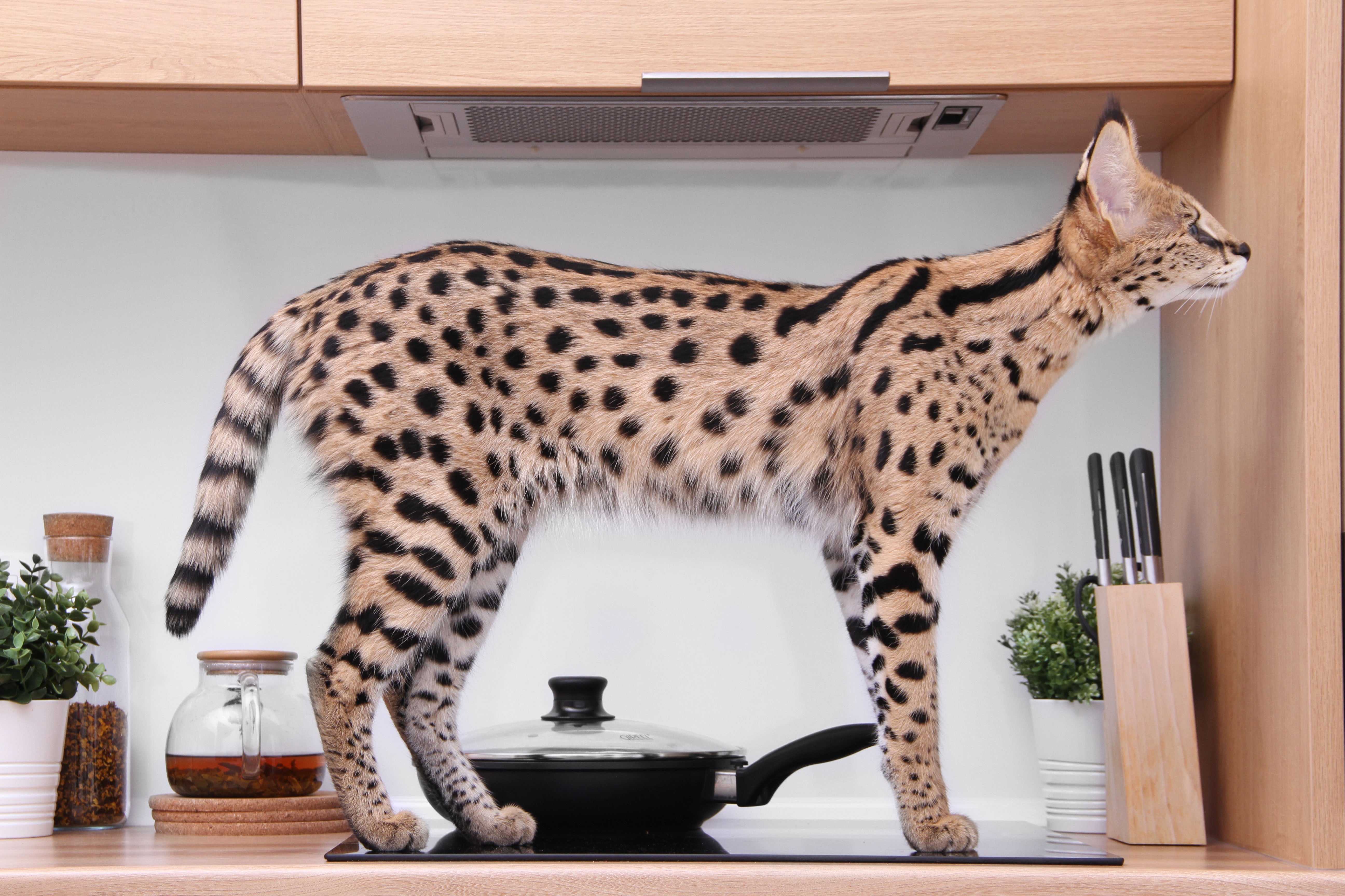 Ashera Cat at Home | KittyNook