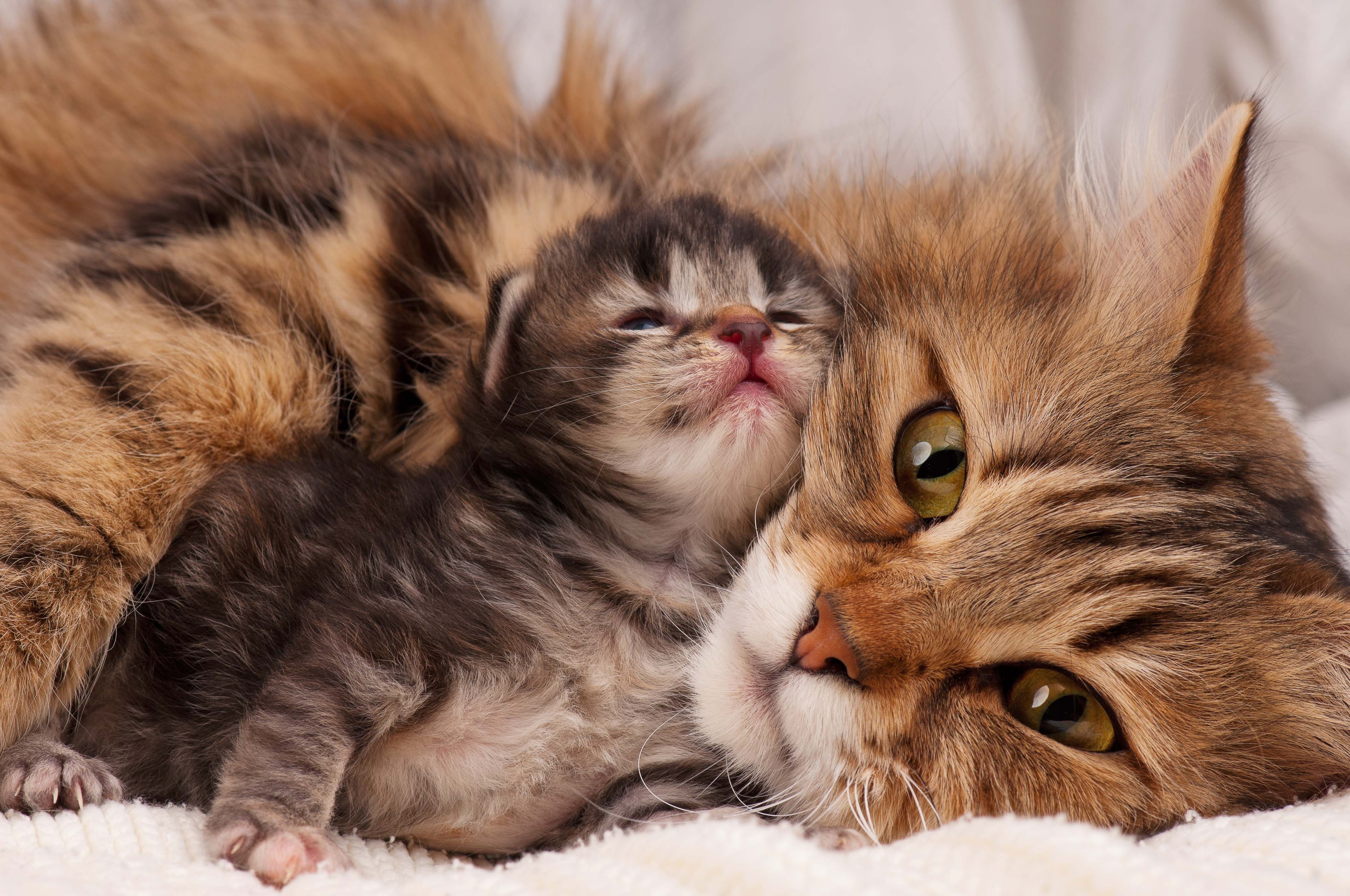 Siberian cat and kitten | Kitty Nook