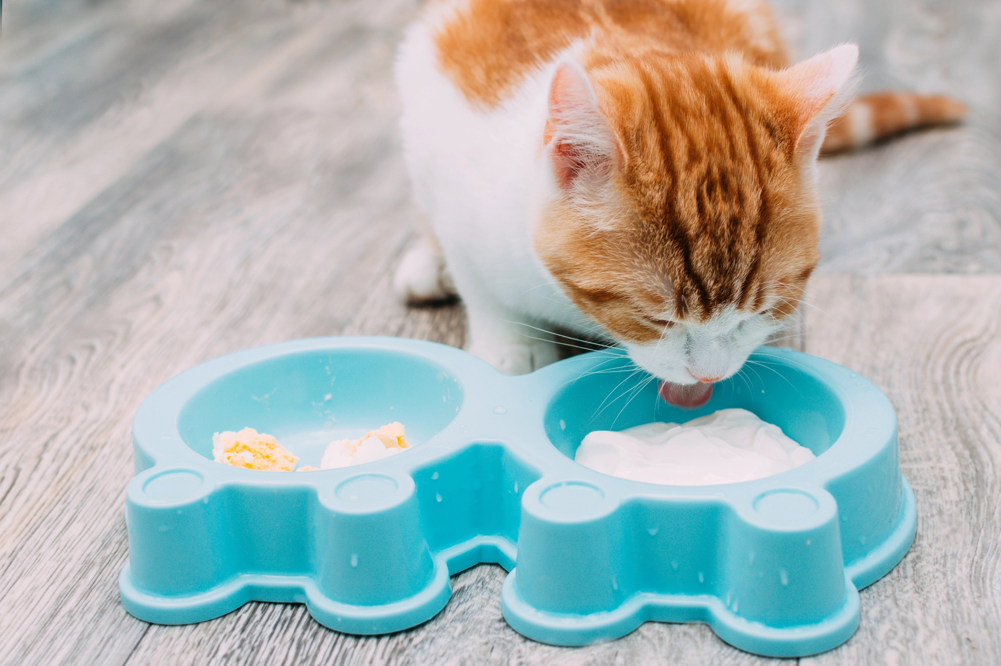 cat eat eggs | Kitty Nook