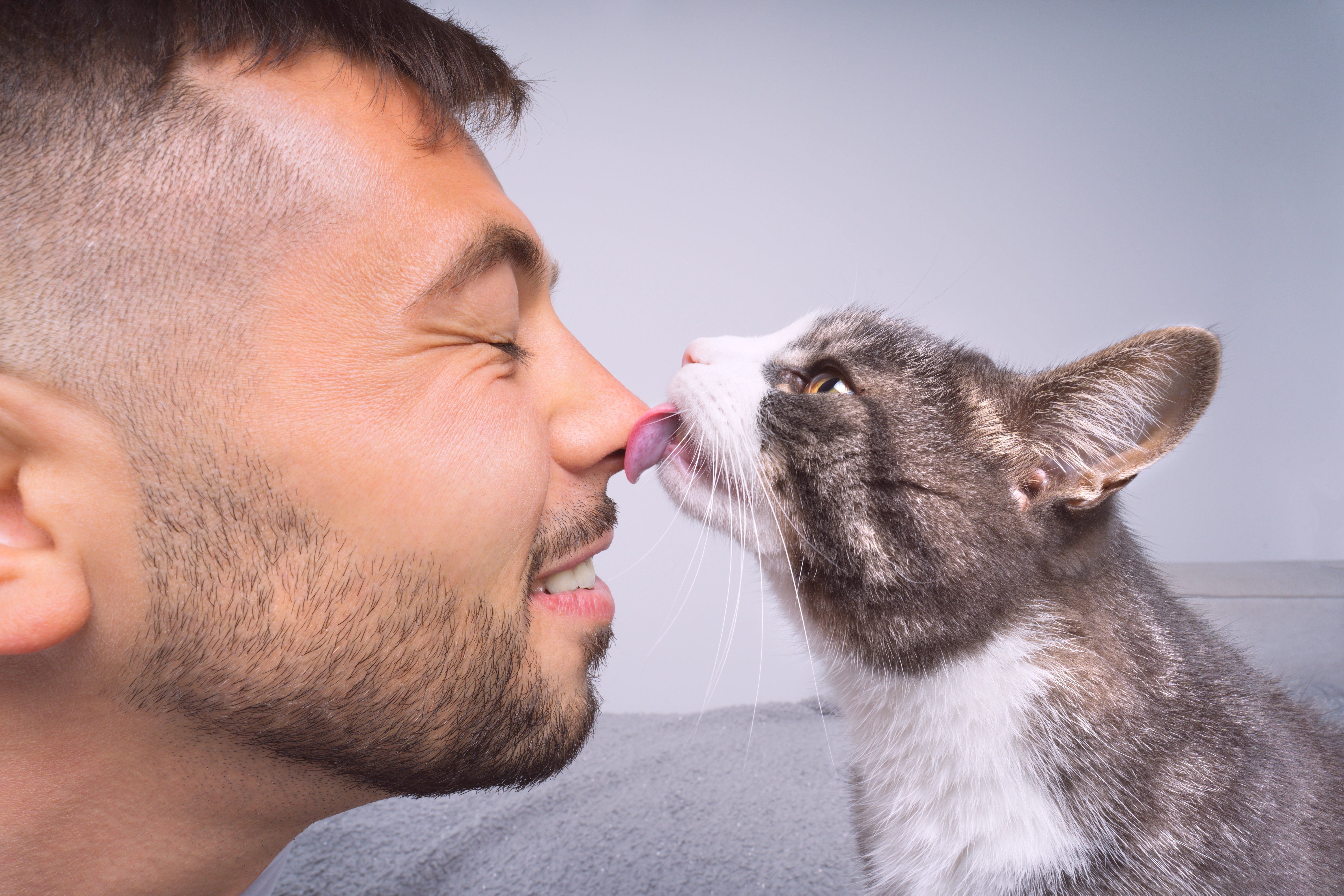Cat licking its owner | Kitty Nook