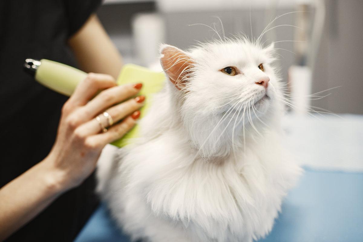 Is It Worth Taking a Cat to a Groomer?