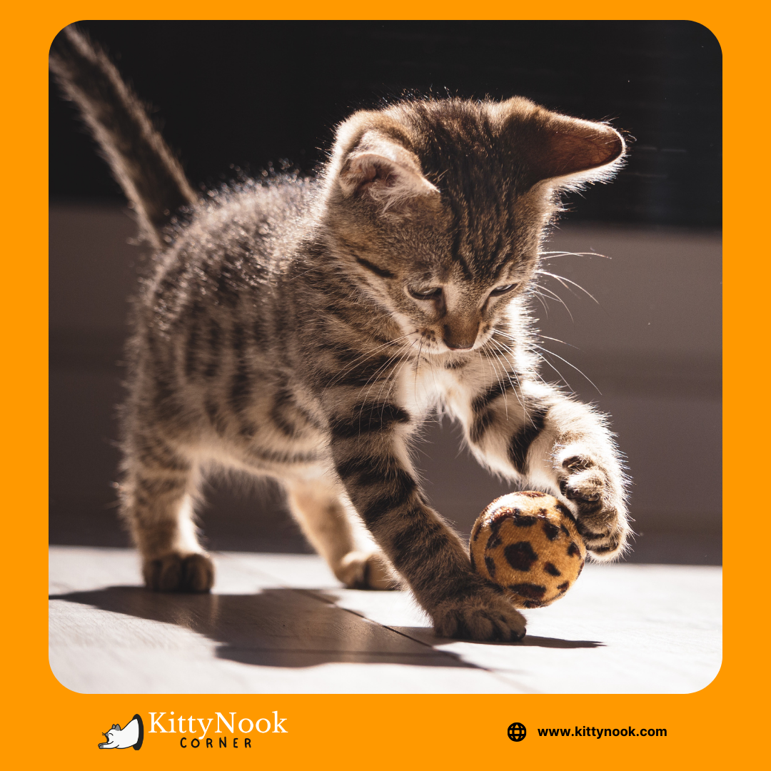 Are Cats Trainable
