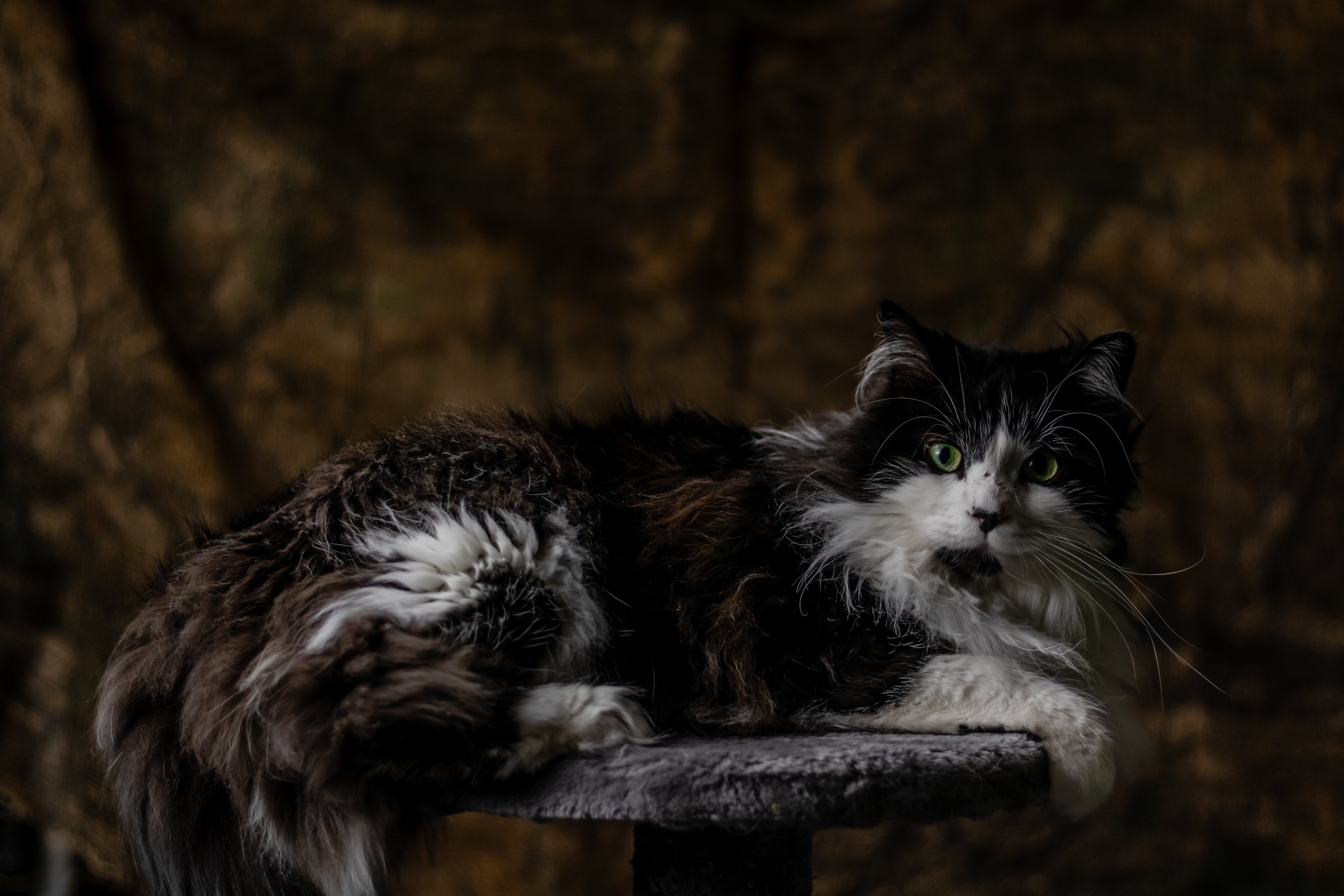 A long-haired, black and white cat with green eyes is depicted lying on a stone surface against a dark, textured background. The cat's fur is thick and disheveled, and it appears to be looking forward with its mouth slightly open | Kitynook