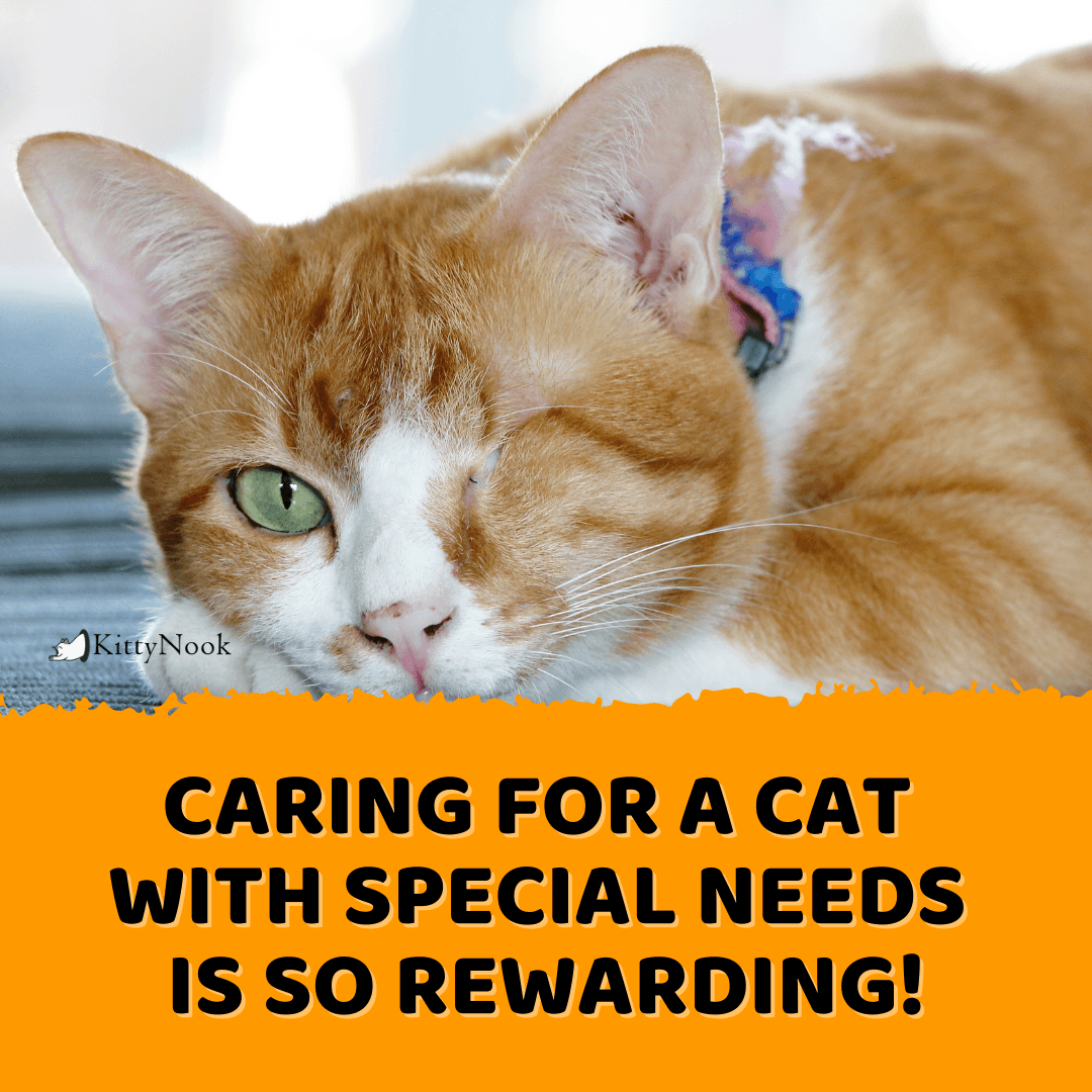 Caring for a Cat with Particular Wants is so Rewarding! Caring for a Cat with Particular Wants is so Rewarding!