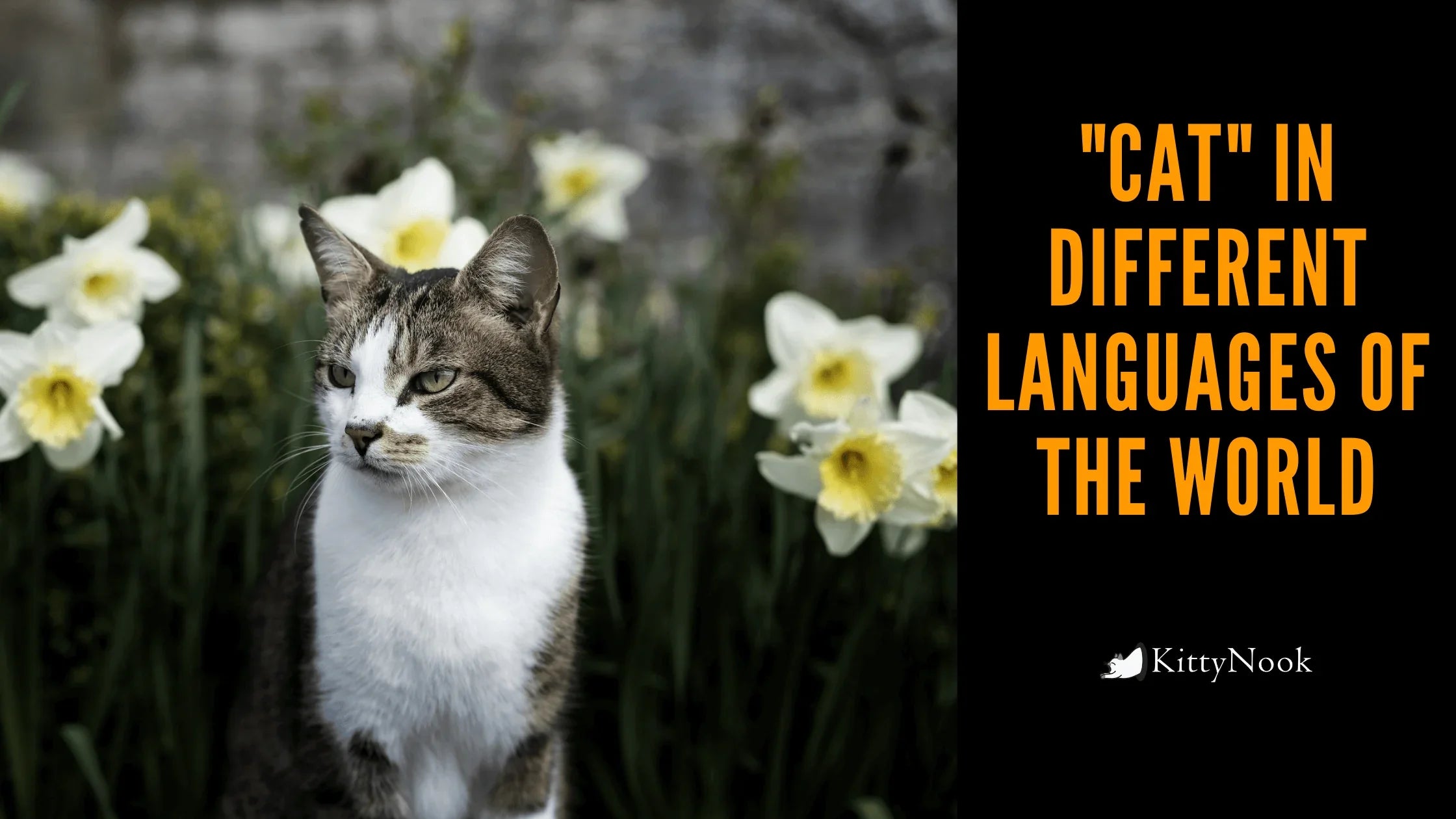'Cat' In Different Languages Of The World - KittyNook Cat Company