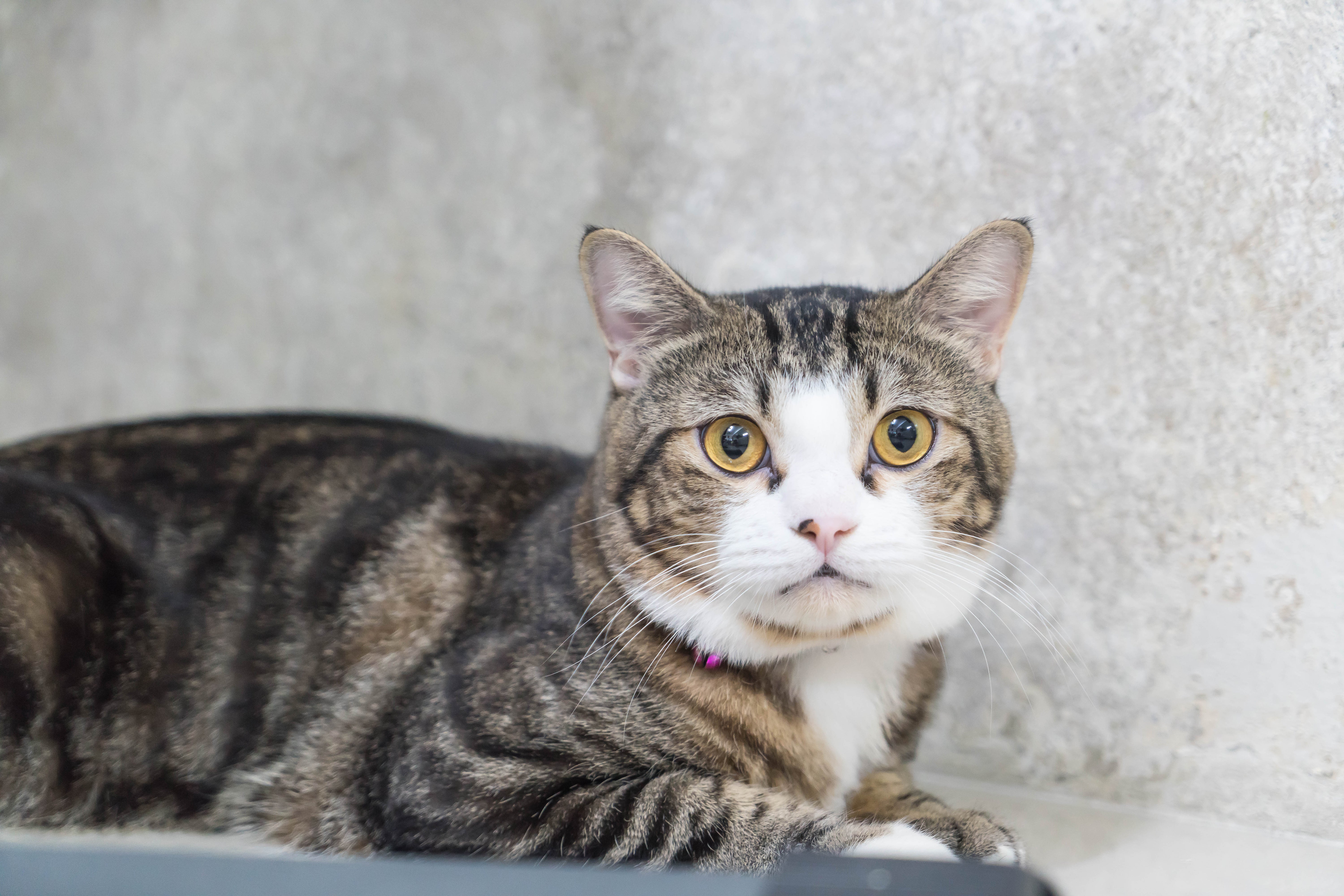 Bobtail cat sitting in the floor | Kitty Nook