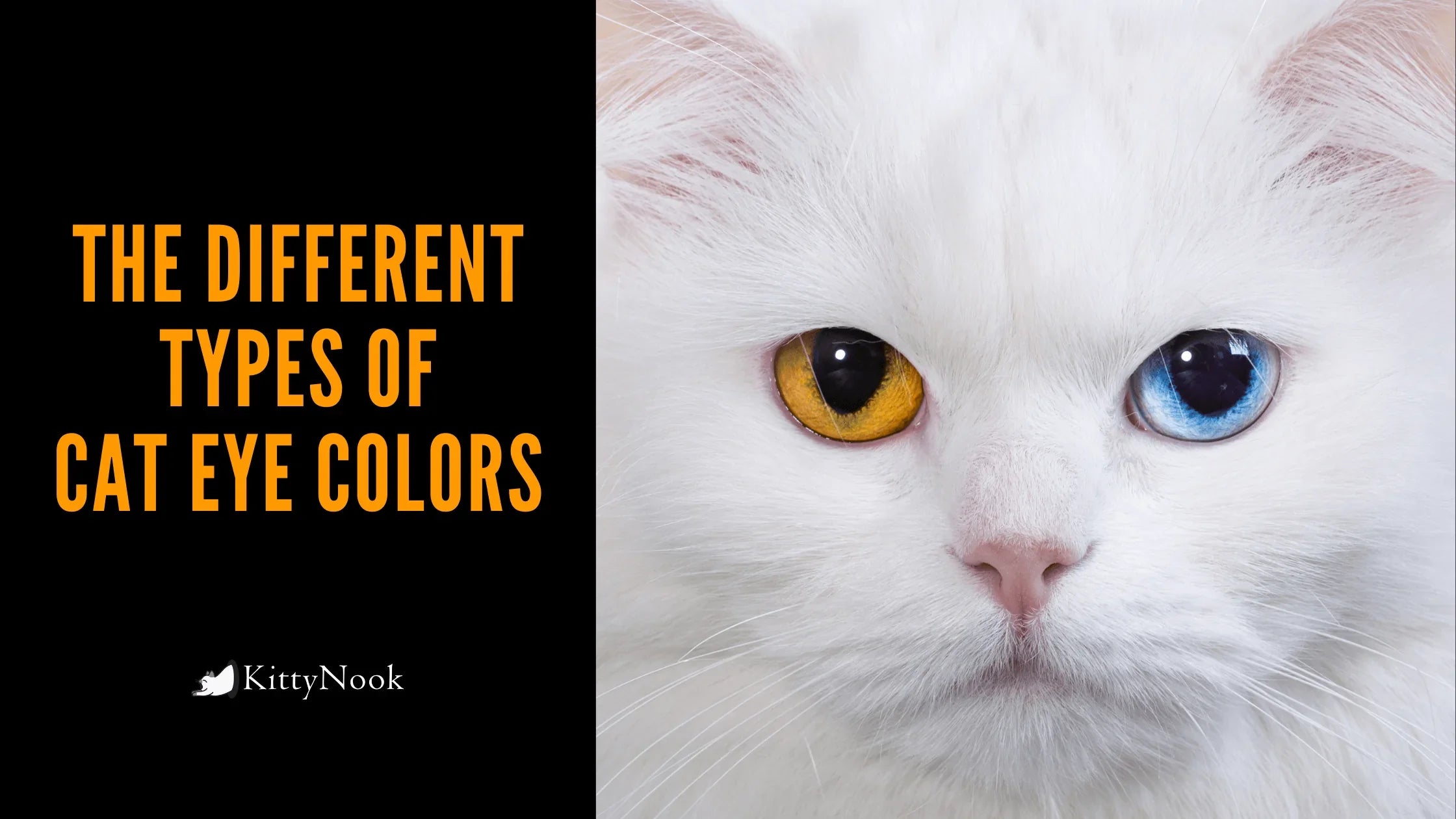 Different Types Of Cat Eye Colors - KittyNook Cat Company