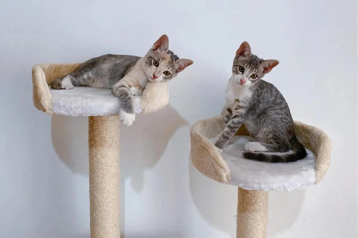 two cats are sitting on top of a cat tree | kittynook