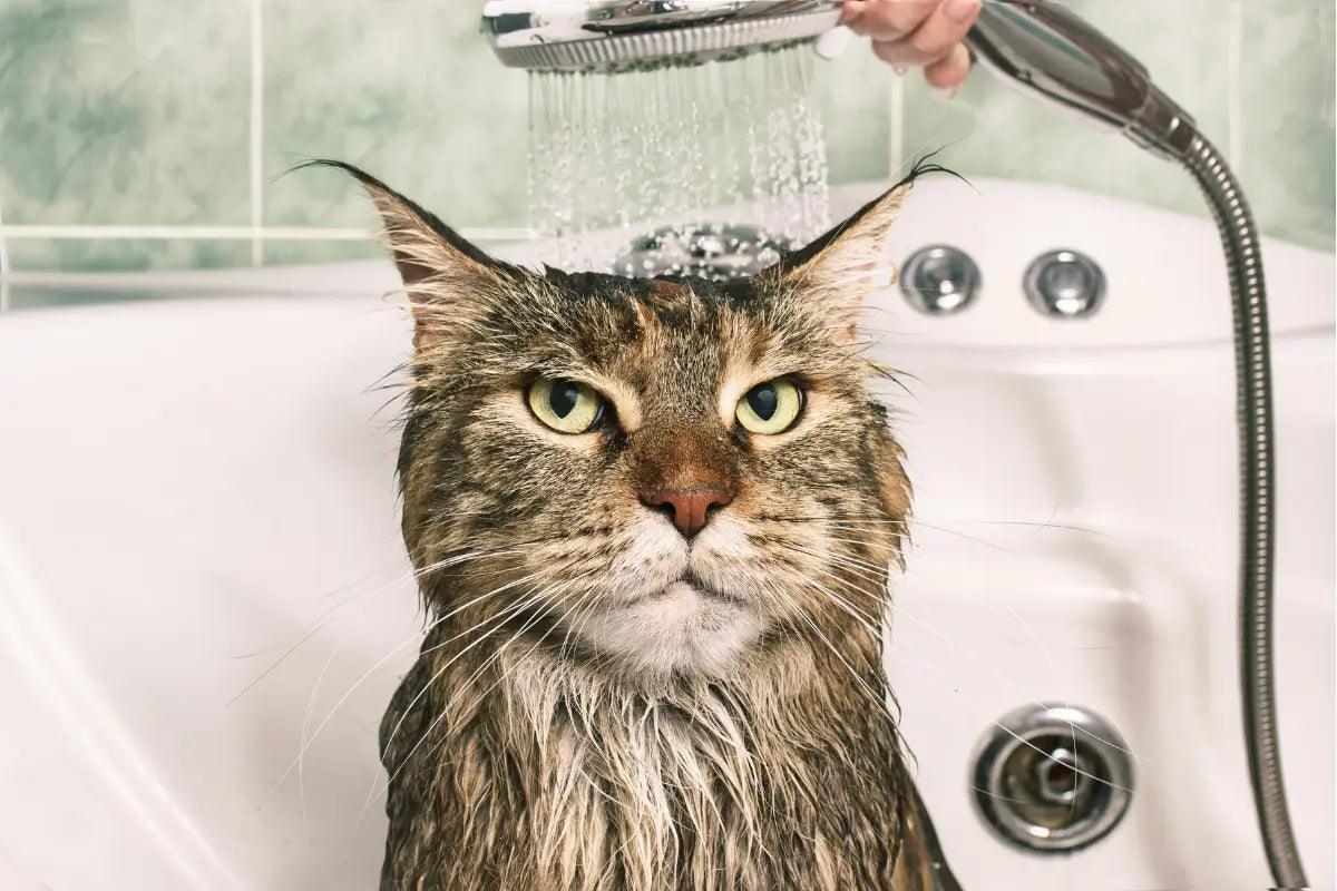 a wet cat sitting in a bathtub with a person holding a shower head | kittynook