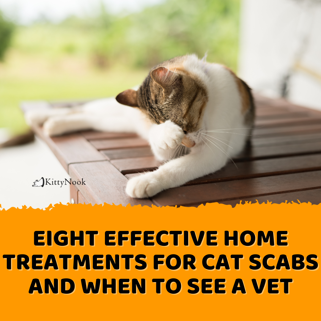 Eight Effective Home Treatments for Cat Scabs and When to See a Vet