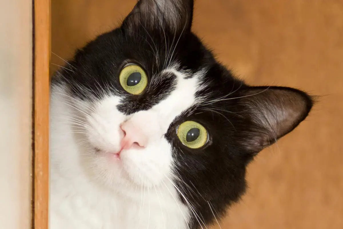 a cat peeking out from behind a door | kittynook