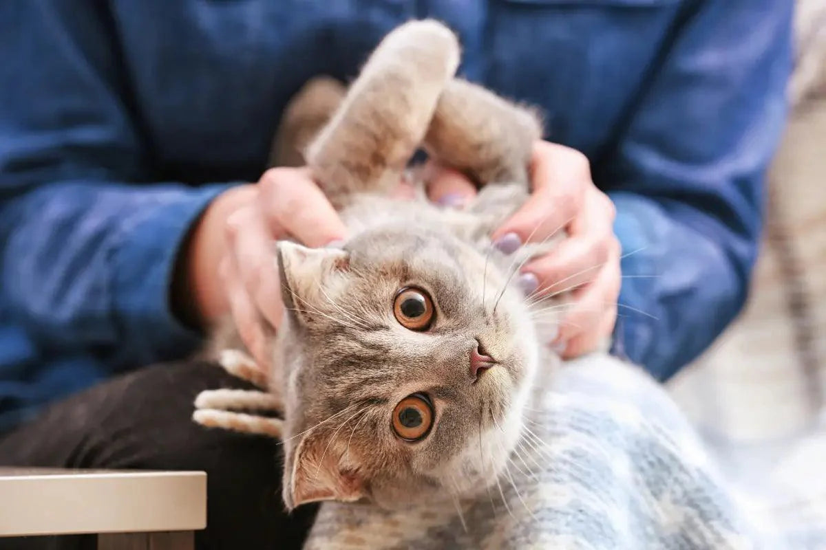 a person is holding a gray cat while sitting on a couch | kittynook