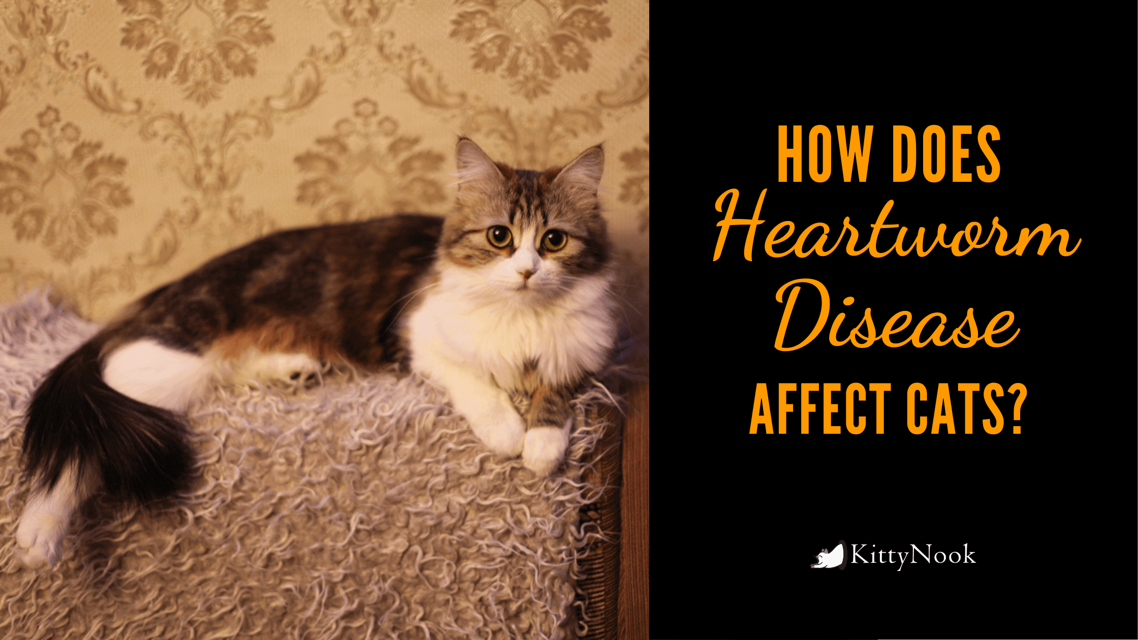 How Does Heartworm Disease Affect Cats? - KittyNook