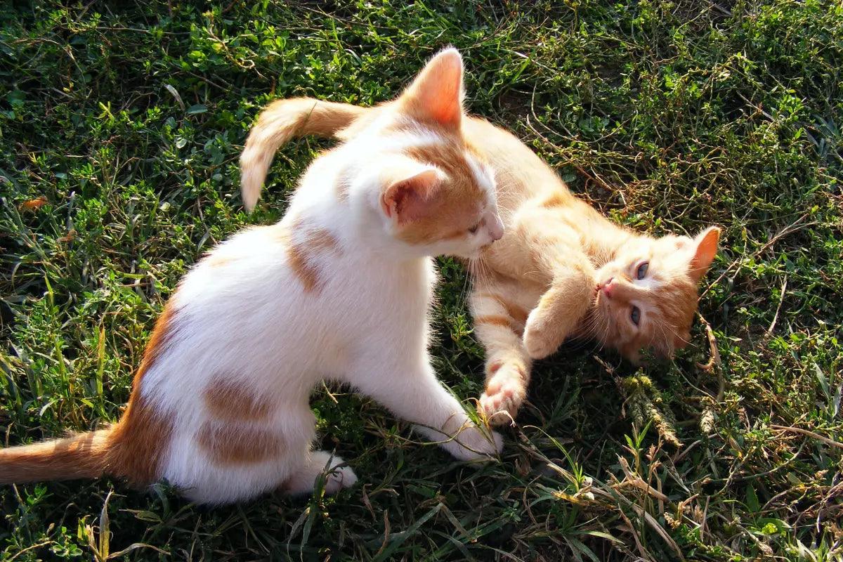 how long do kittens stay as kittens? two kittens playing in the grass | kittynook