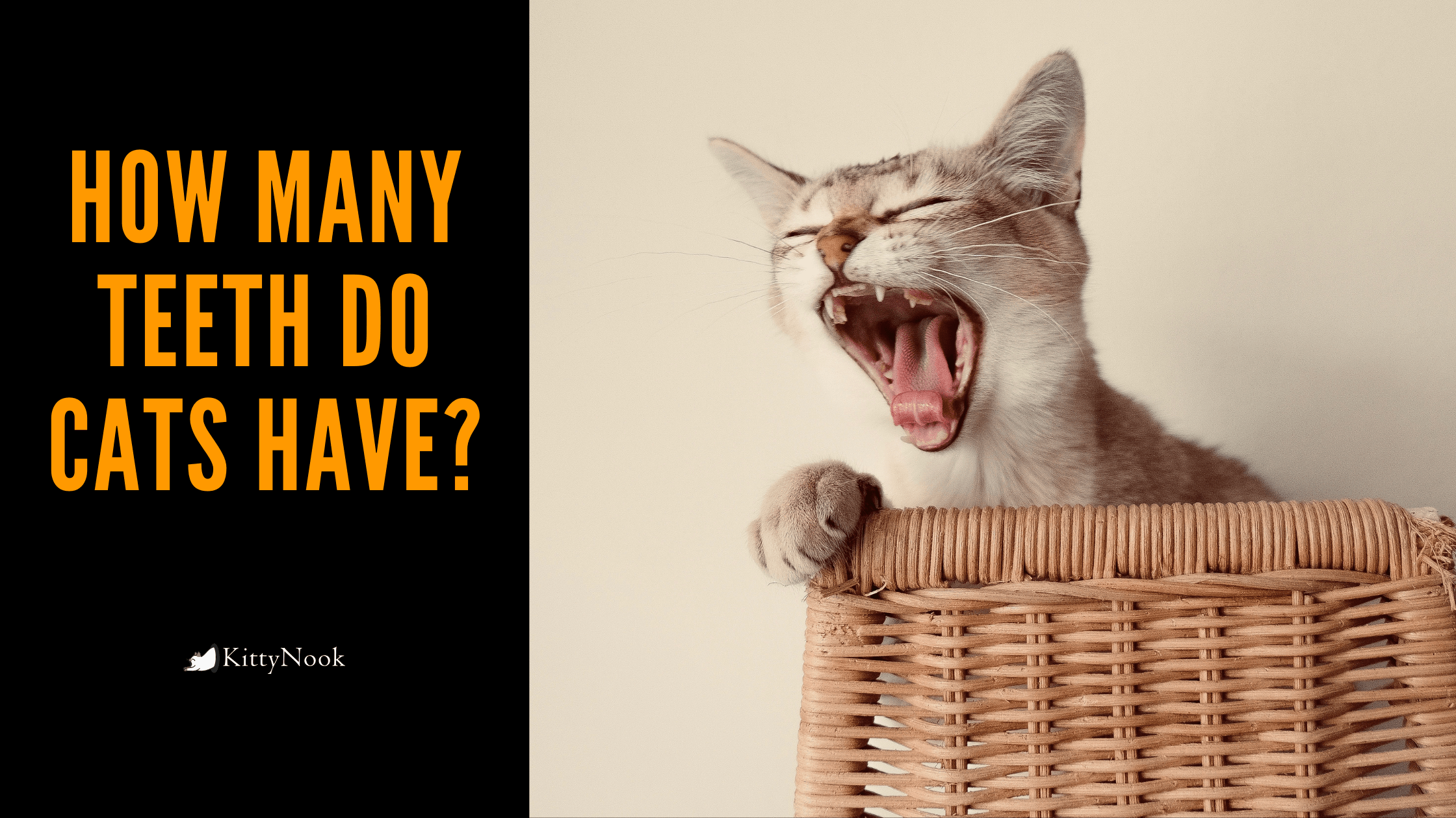 How Many Teeth Do Cats Have? - KittyNook
