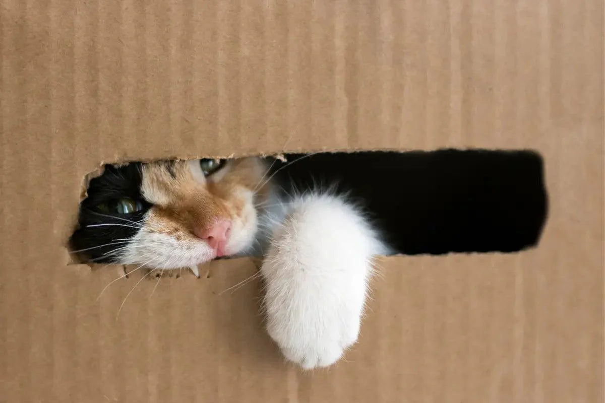 a cat peeking out of a cardboard box | kittynook