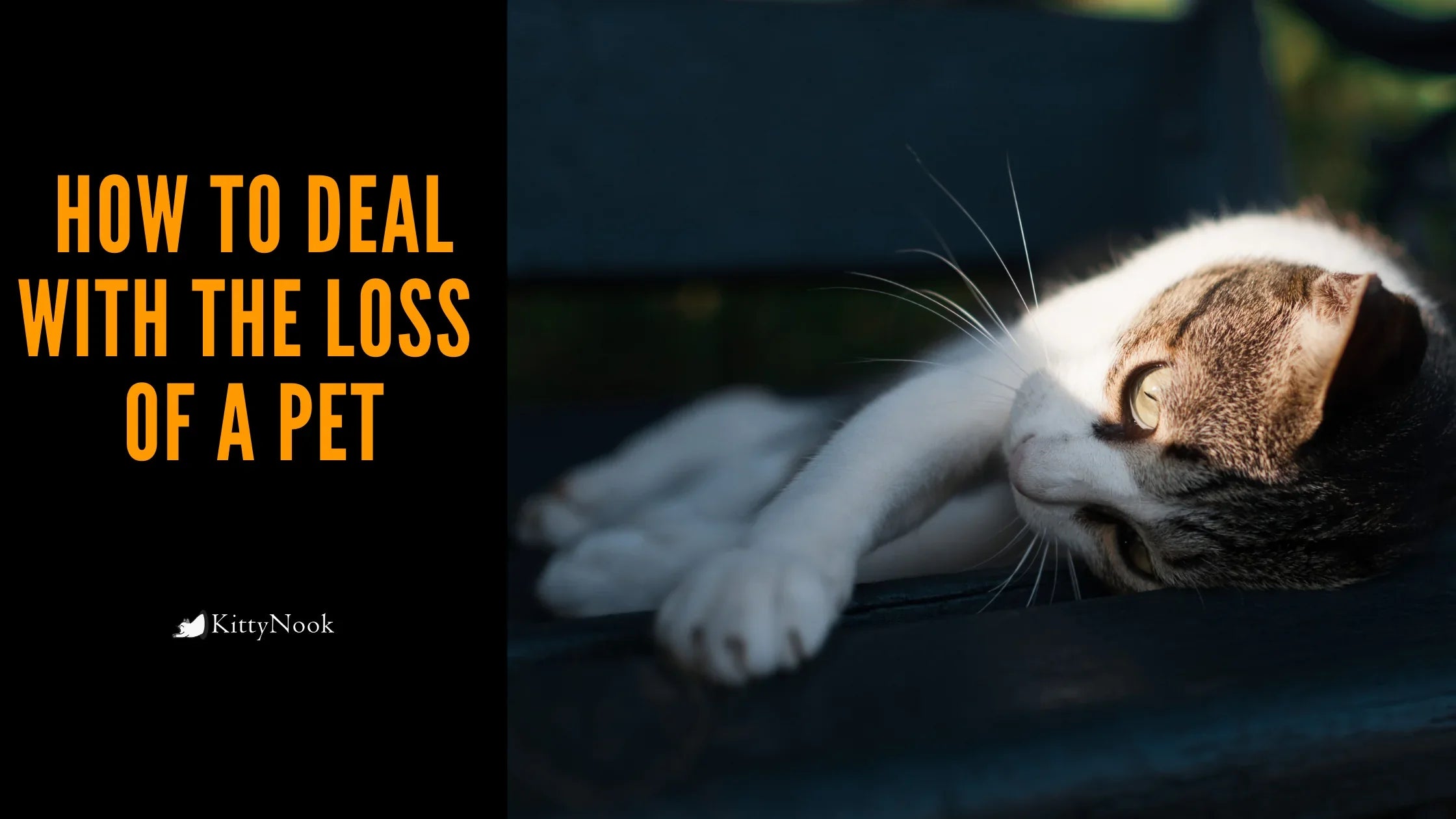 How To Deal With The Loss Of A Pet - KittyNook Cat Company