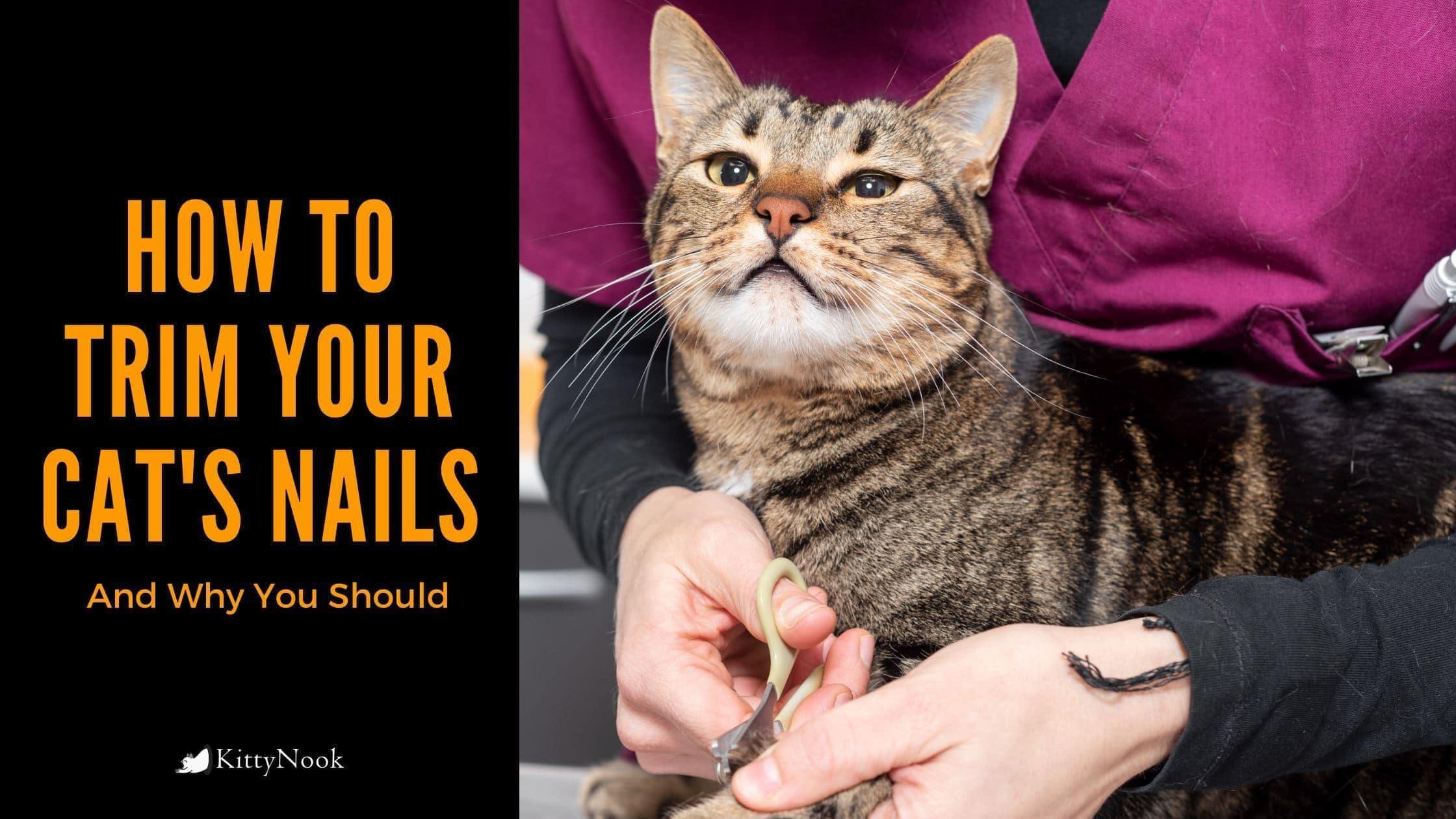 cat nail trimming with a vet