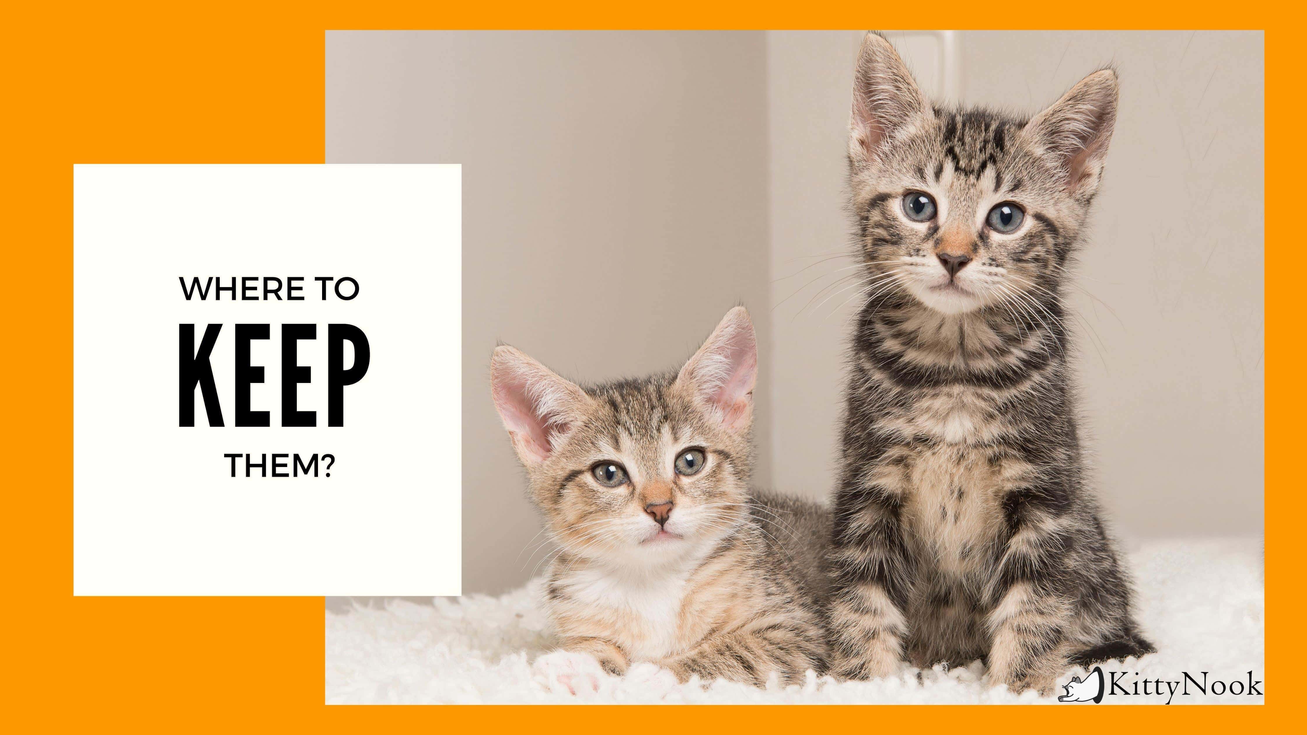 Indoor Cats vs. Outdoor Cats: Which Should You Choose? - KittyNook Cat Company