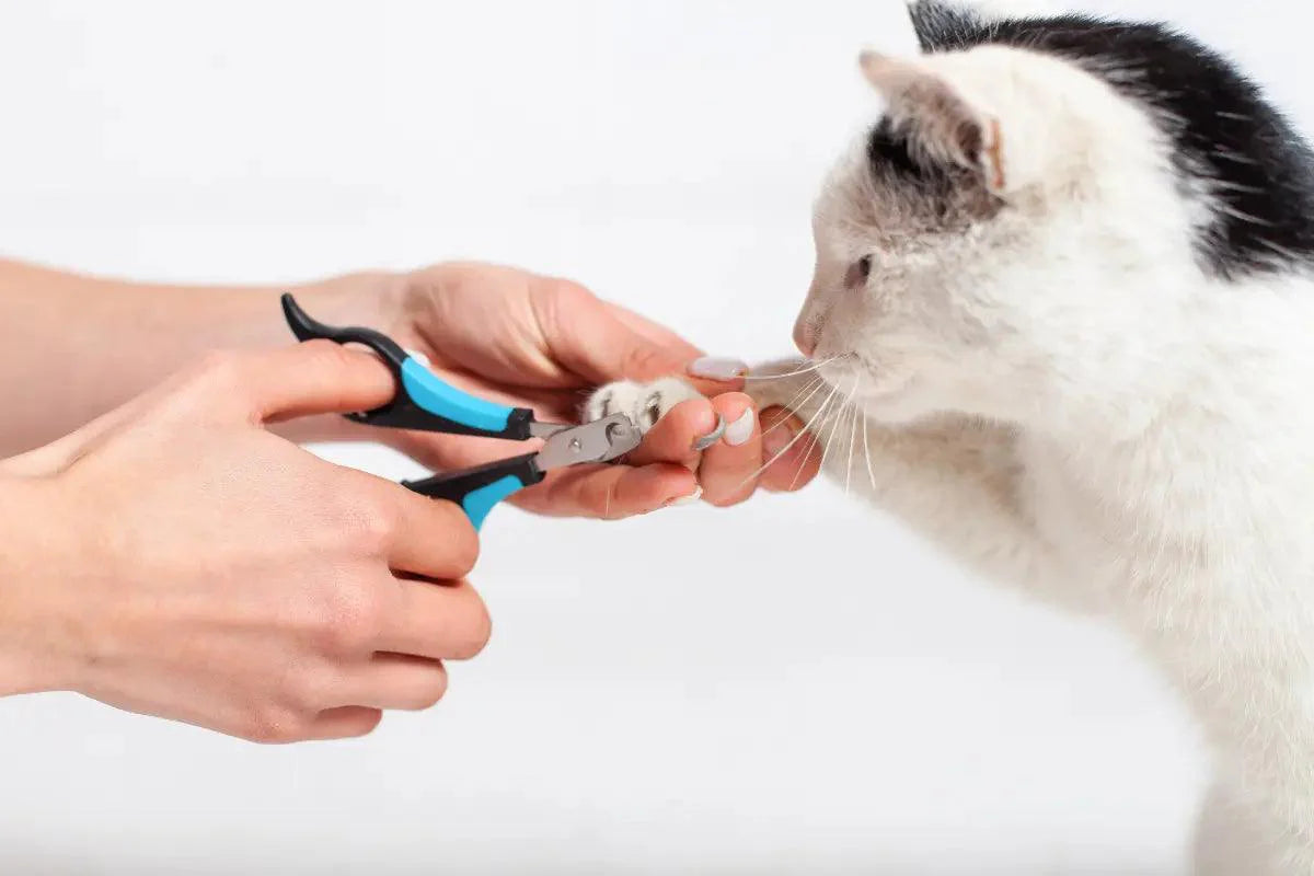 a person using scissors to trim the claws of a black and white cat | kittynook