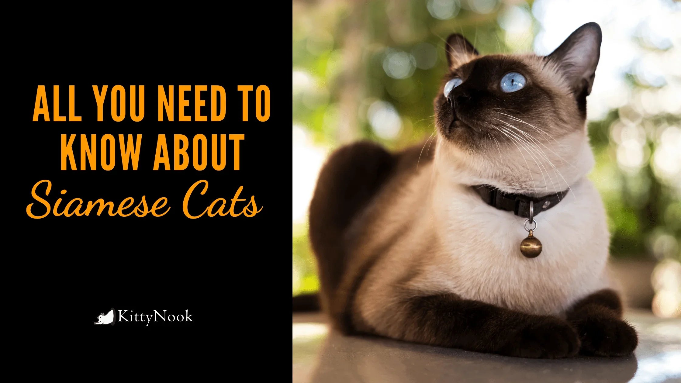 It's National Siamese Cat Day! Here Are All That You Need To Know About Siamese Cats - KittyNook Cat Company