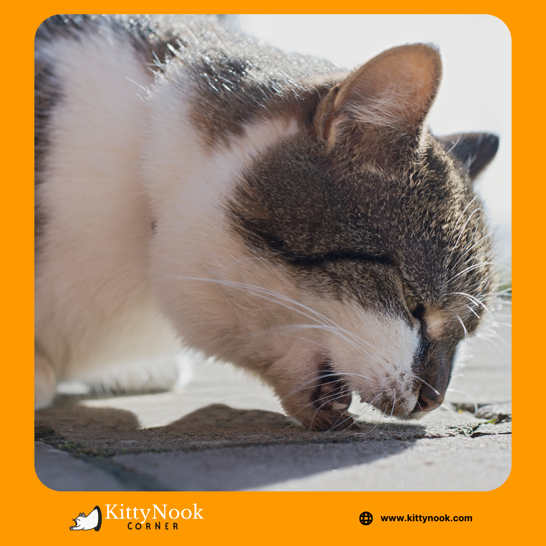 Let's Talk About The Misconceptions About Hairball In Cats