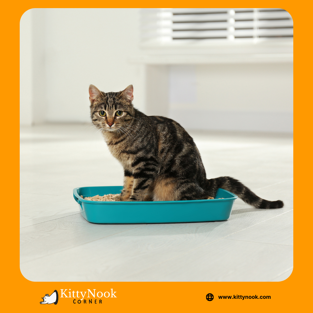 Litter Box Placement Strategies