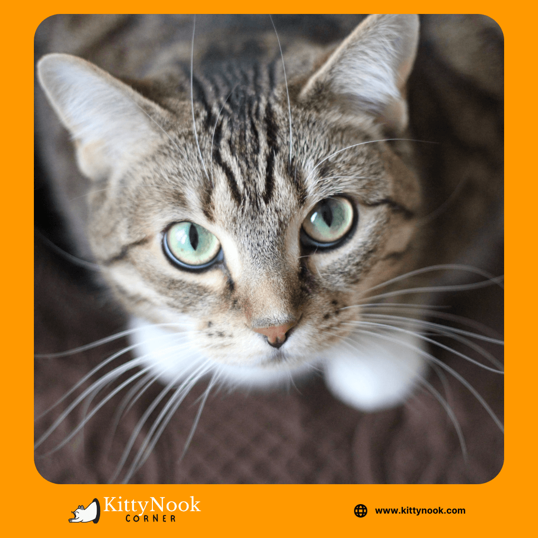 Eco-Friendly Cat Care Tips