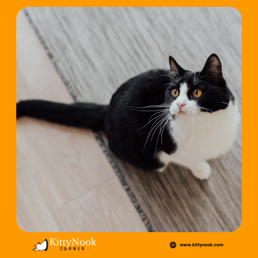 Pawsome Facts About Tuxedo Cats