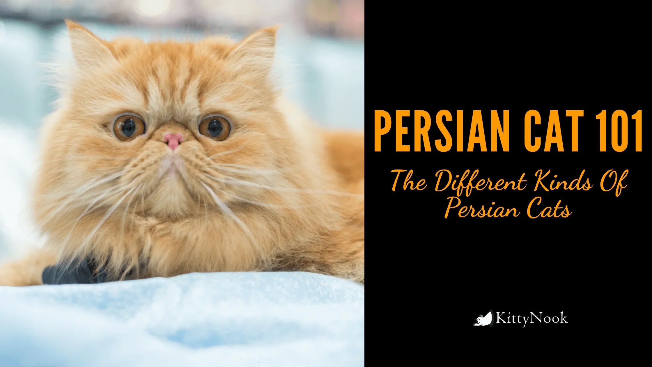 Persian Cat 101: The Different Kinds Of Persian Cats - KittyNook Cat Company