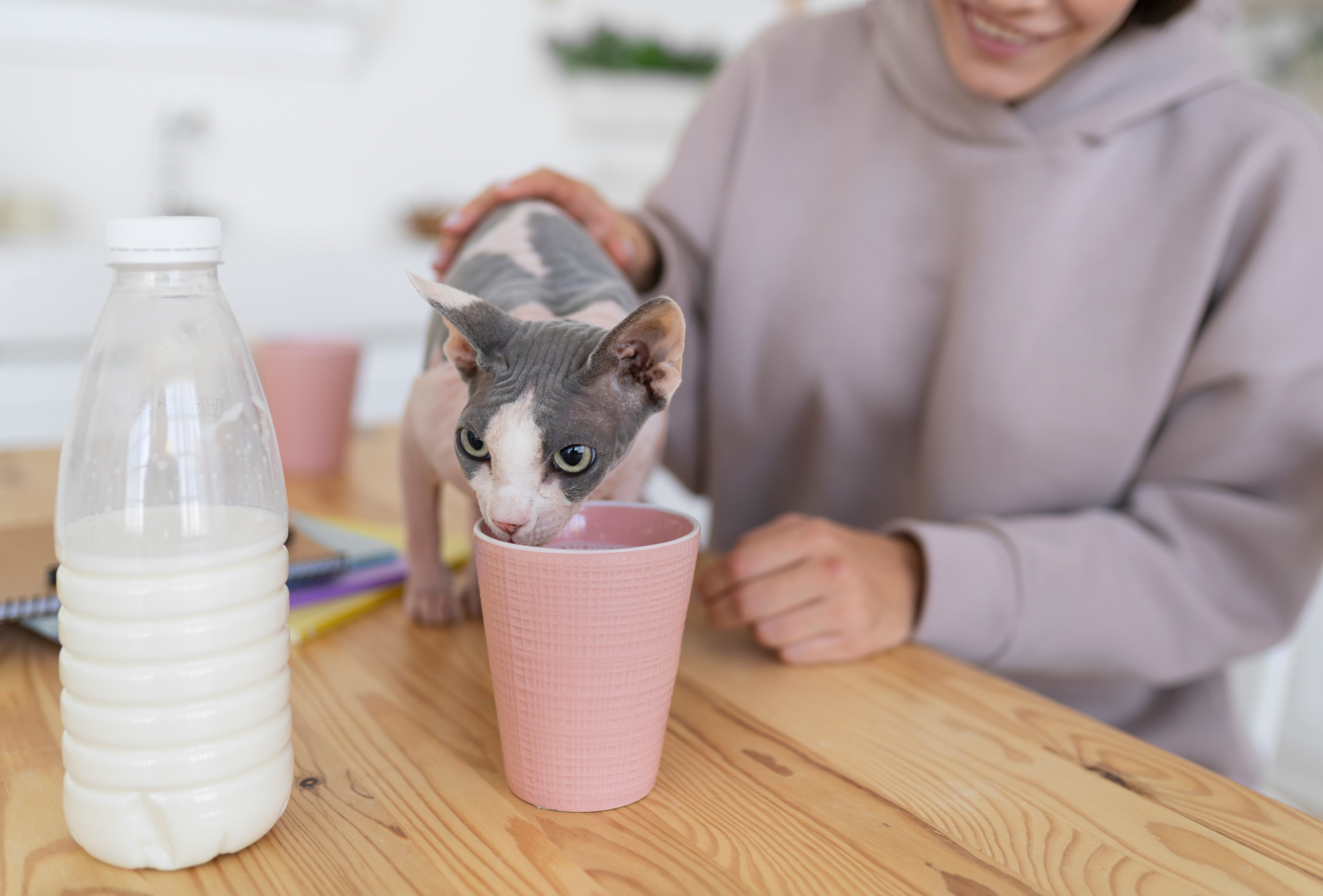 Can Cats Drink Milk? The Truth About Dairy and Felines