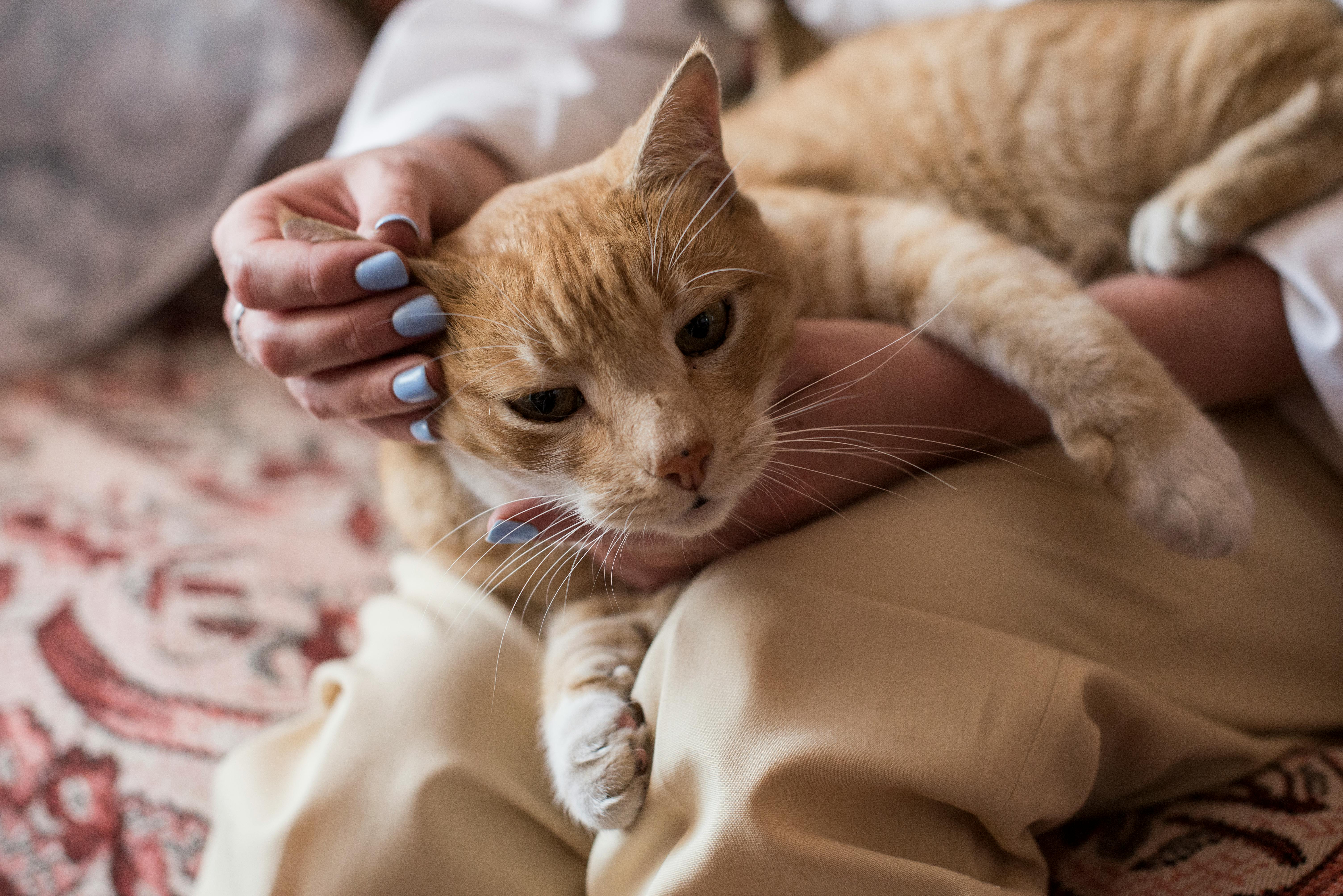 The Gentle Art of Finding Peace Through Feline Companionship I KittyNook