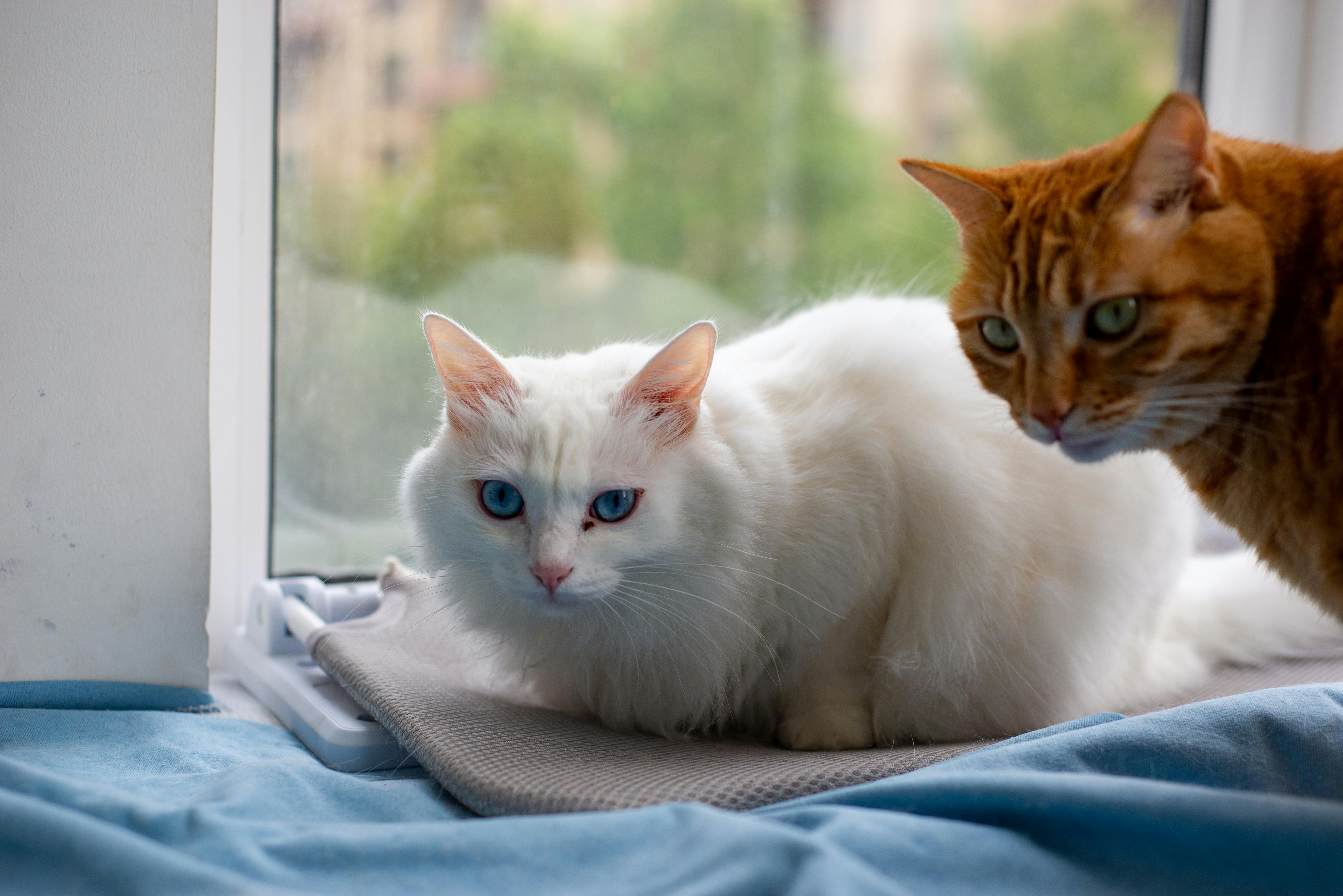 two cat sitting near window | Kitty Nook