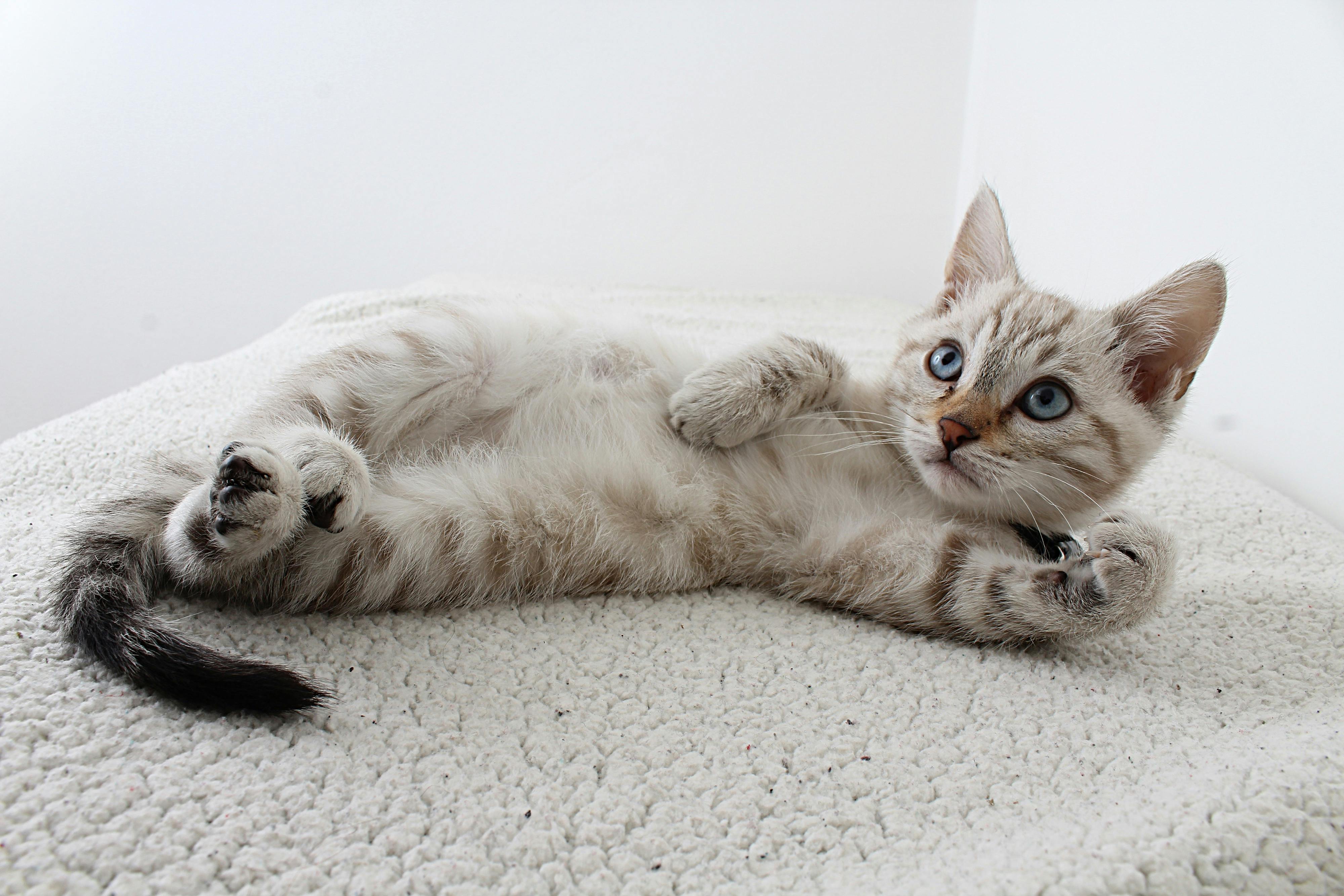 Grey Tabby Kitten Lying Down | Kitty Nook