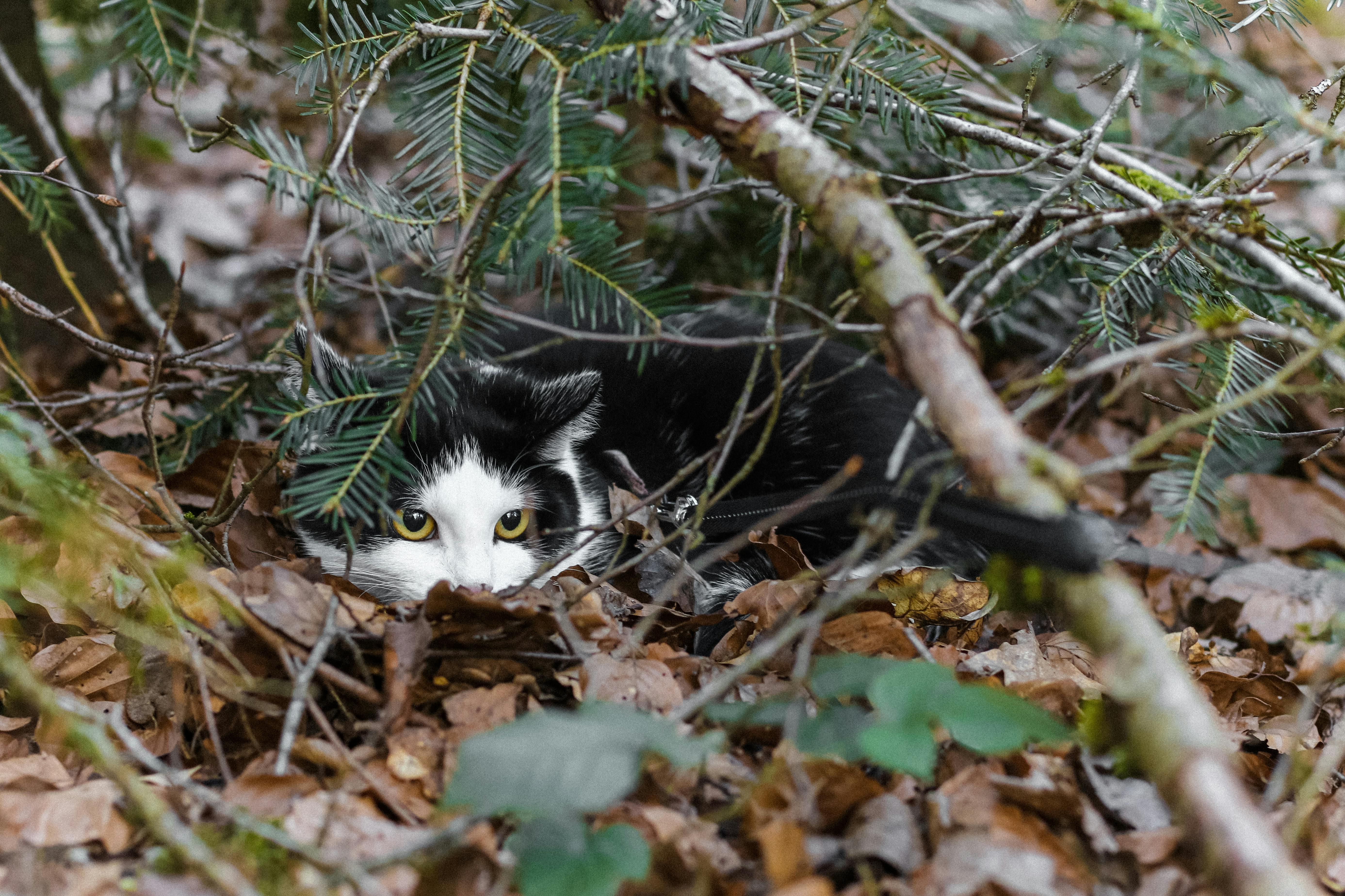 Cat hiding in bushes | Kitty Nook
