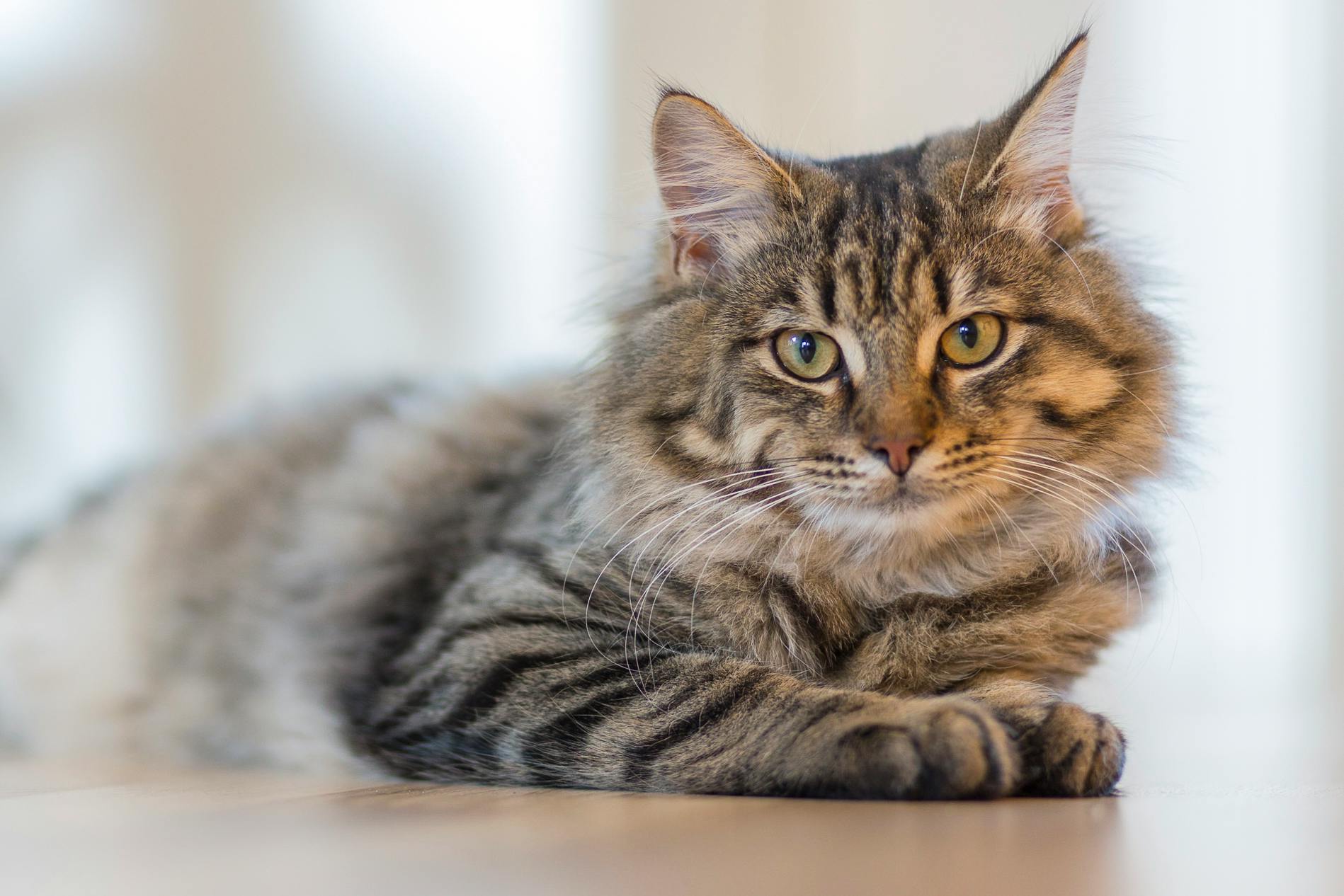 Siberian Cat laying on the floor | Kitty Nook