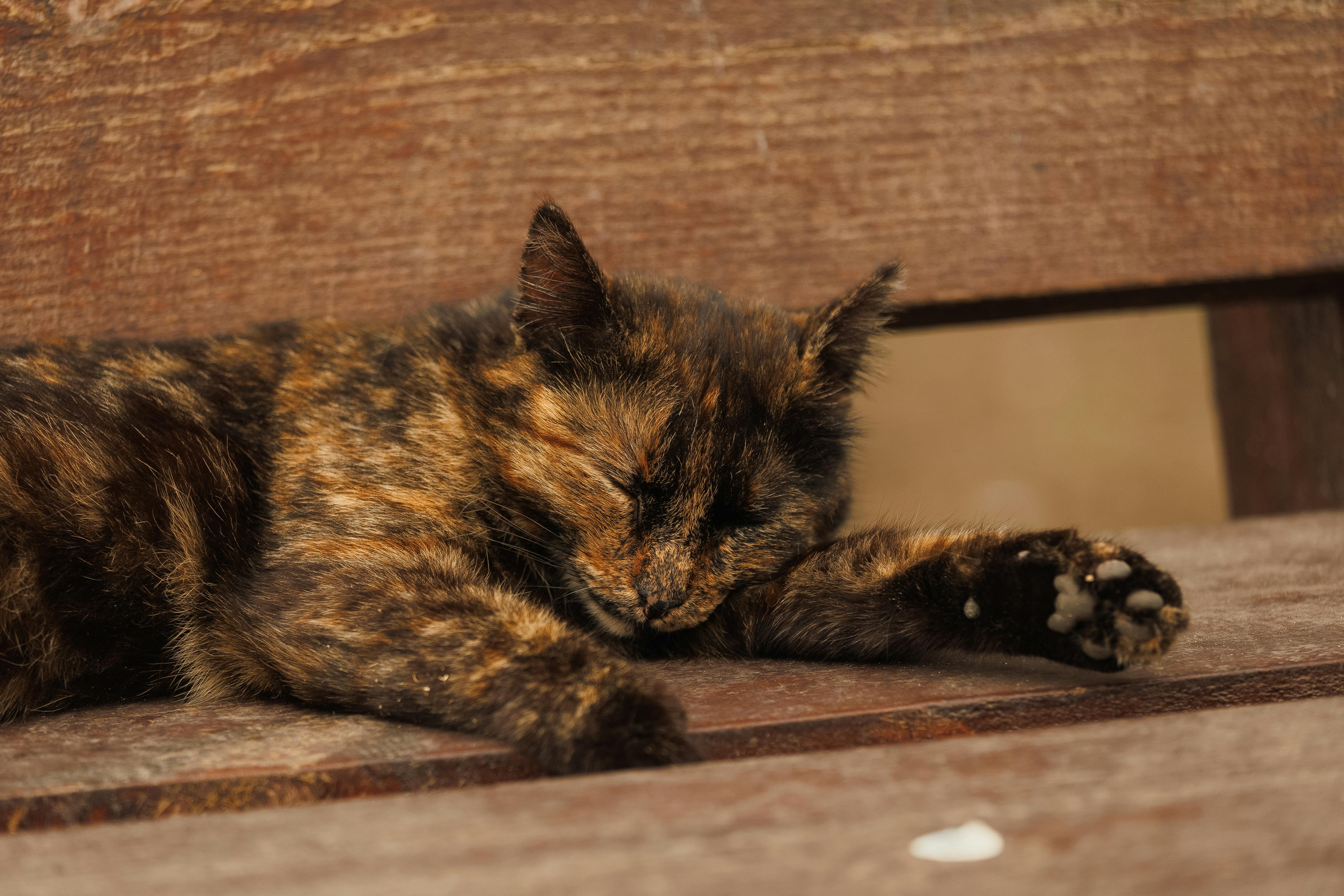 Effective Flea Treatment Methods for Cats: A Complete Guide