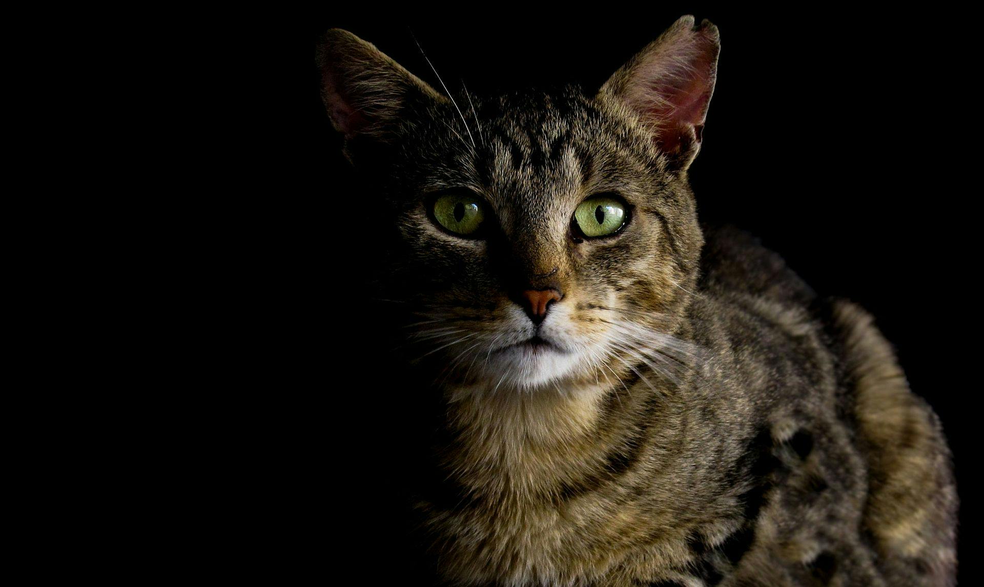 Cat Looking At Something In The Night | Kitty Nook