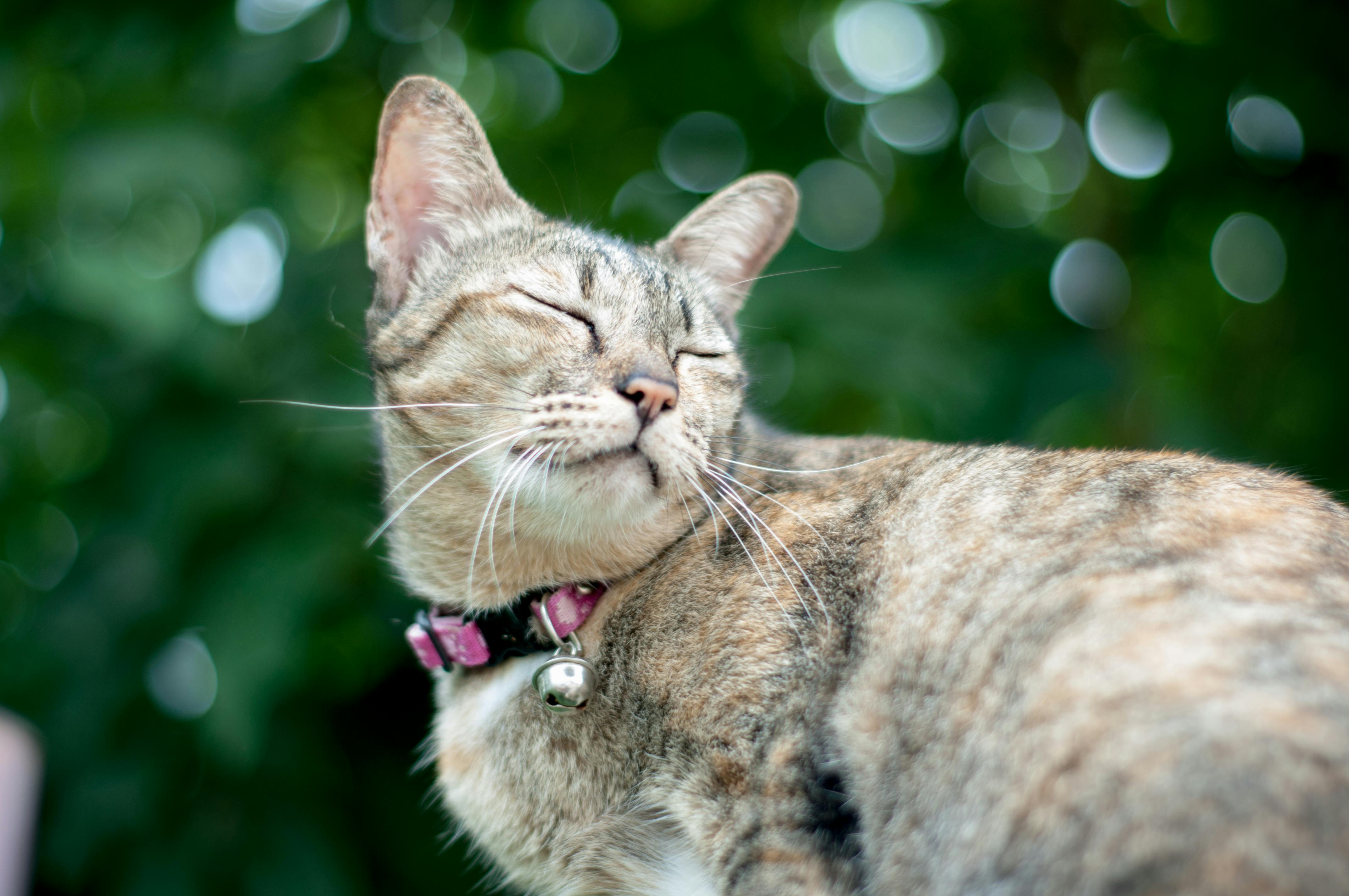 Cat with collar | Kitty Nook