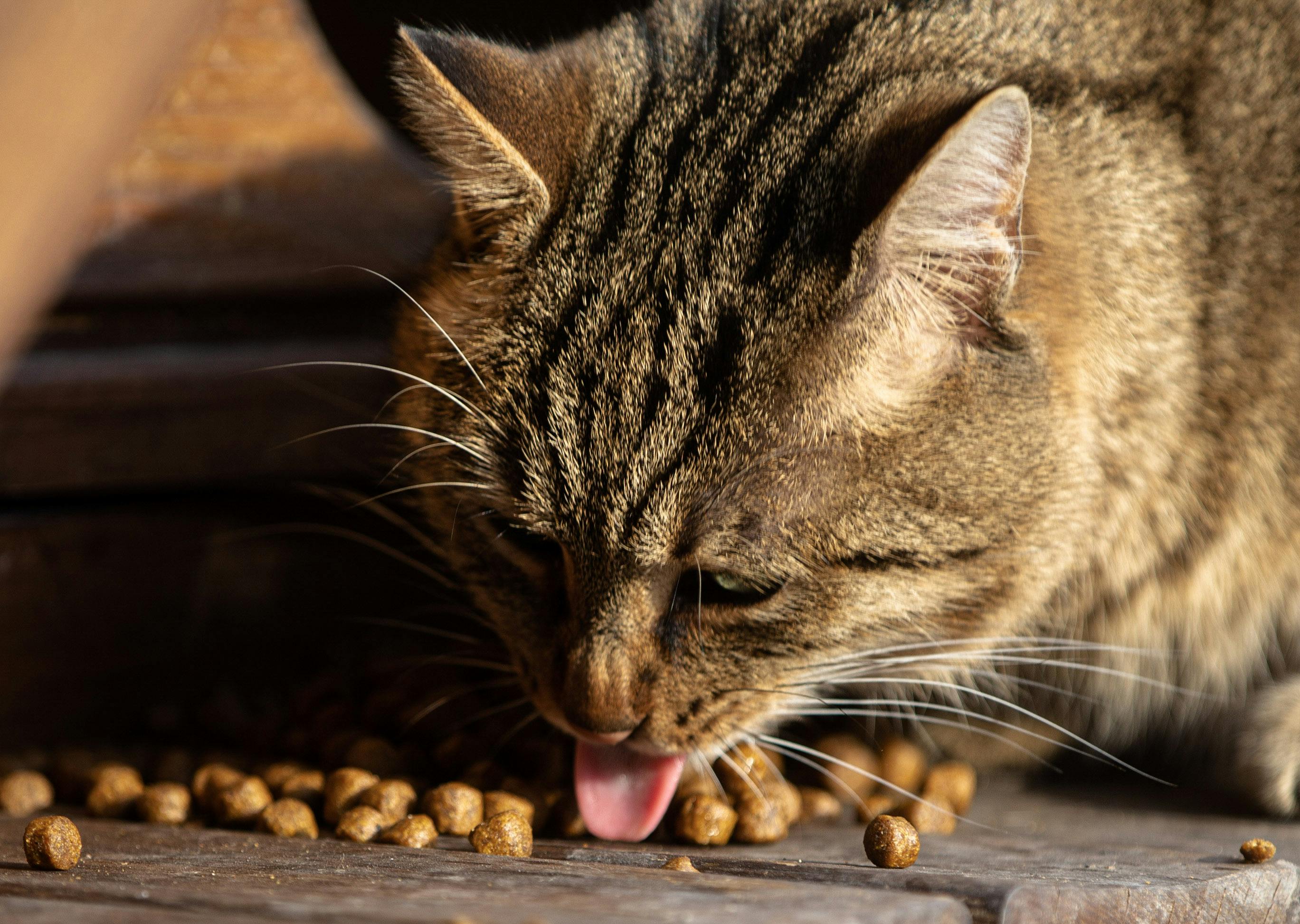 Can Cats Safely Eat Dog Food? | Kitty Nook