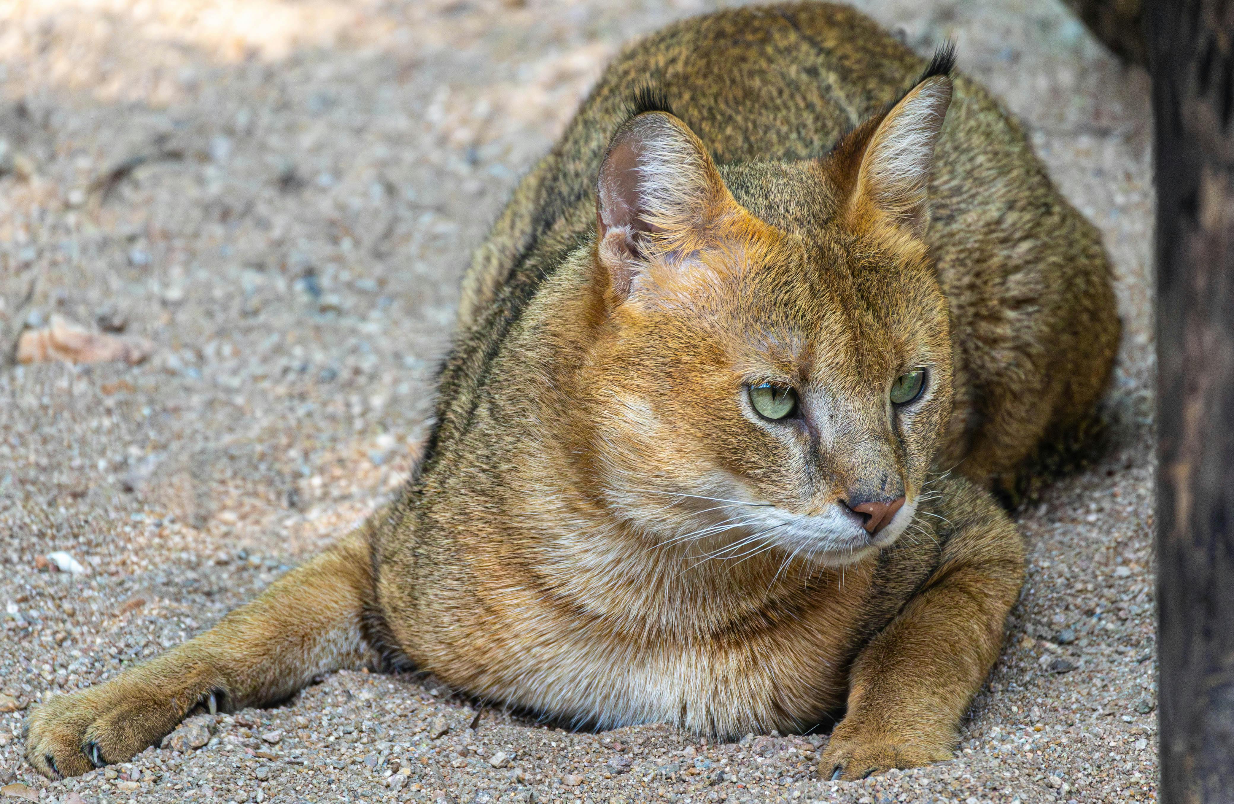 Cat sitting in the sand | Kitty Nook