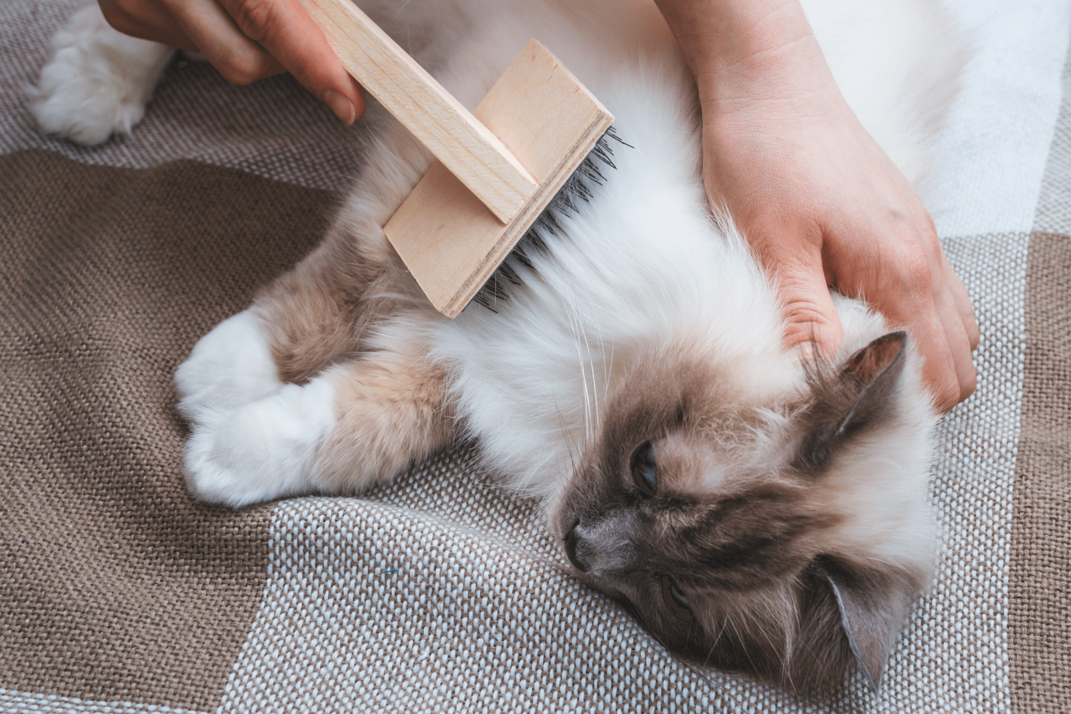 Spring Shedding Solutions: Managing Your Cat's Hair in March