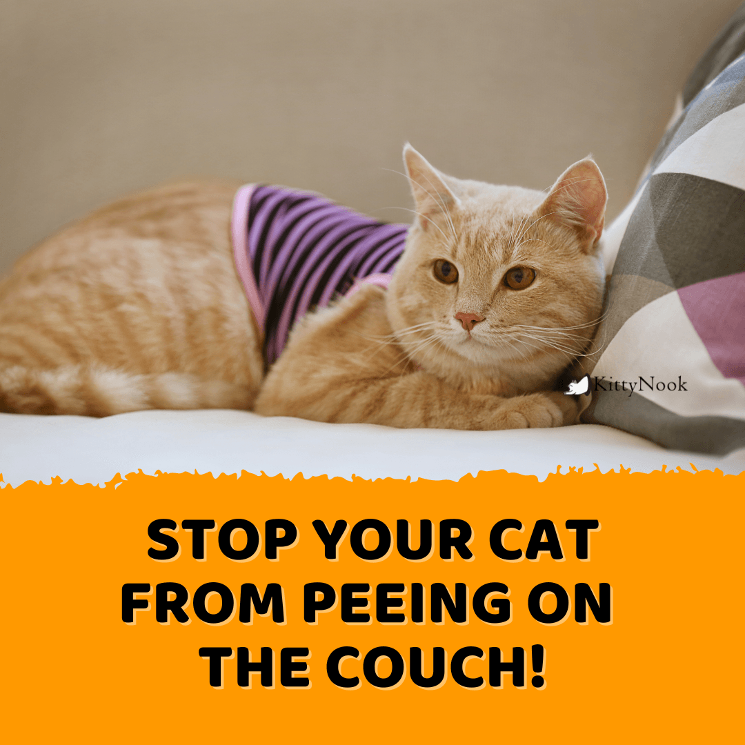 Cease Your Cat From Peeing On the Sofa!