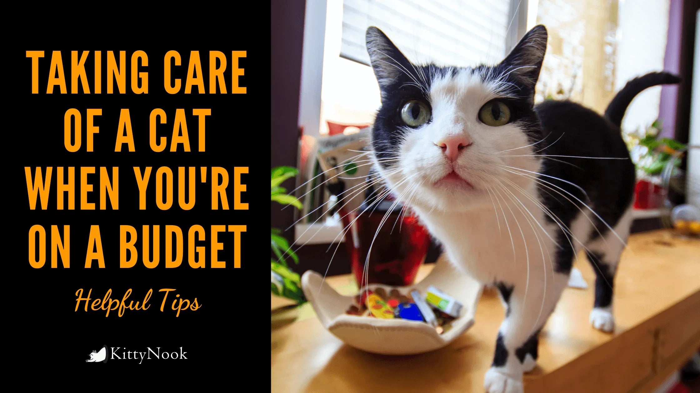 Taking Care Of a Cat When You're on a Budget - KittyNook Cat Company
