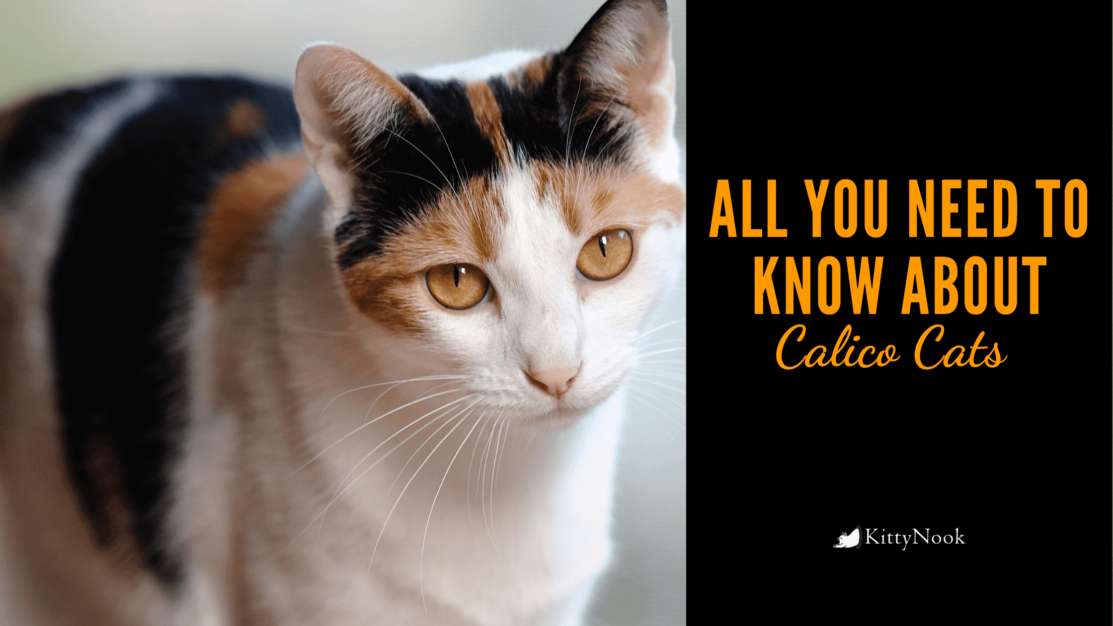 The Calico Cat In Focus | Calico, Tabby, And Tortoiseshell Cats: What's The Difference? - KittyNook