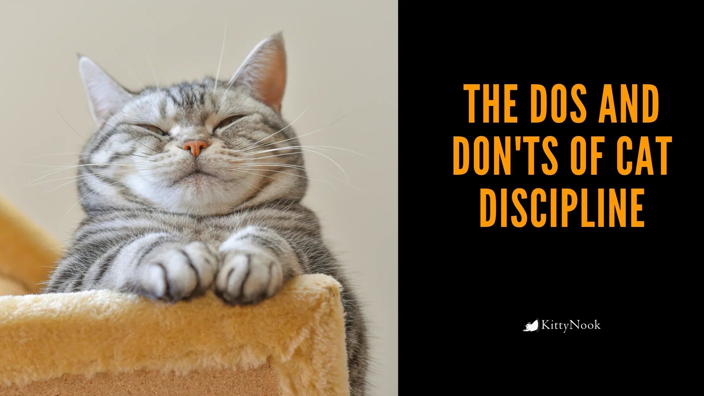The Dos and Don'ts Of Cat Discipline - KittyNook Cat Company