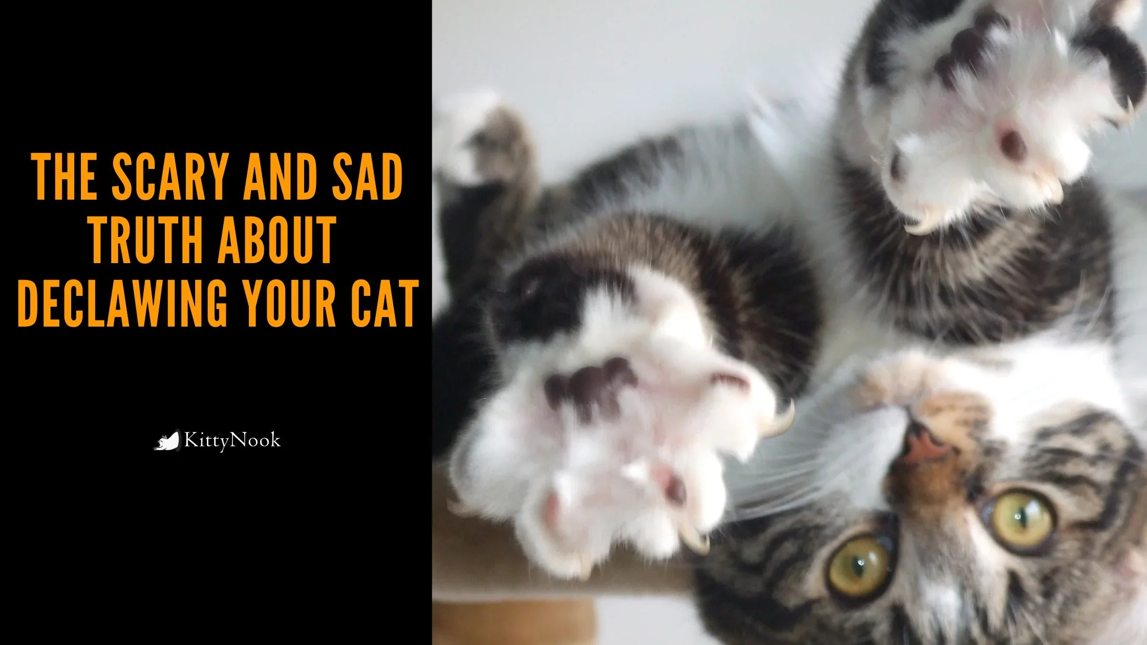 The Scary And Sad Truth About Declawing Your Cat - KittyNook Cat Company