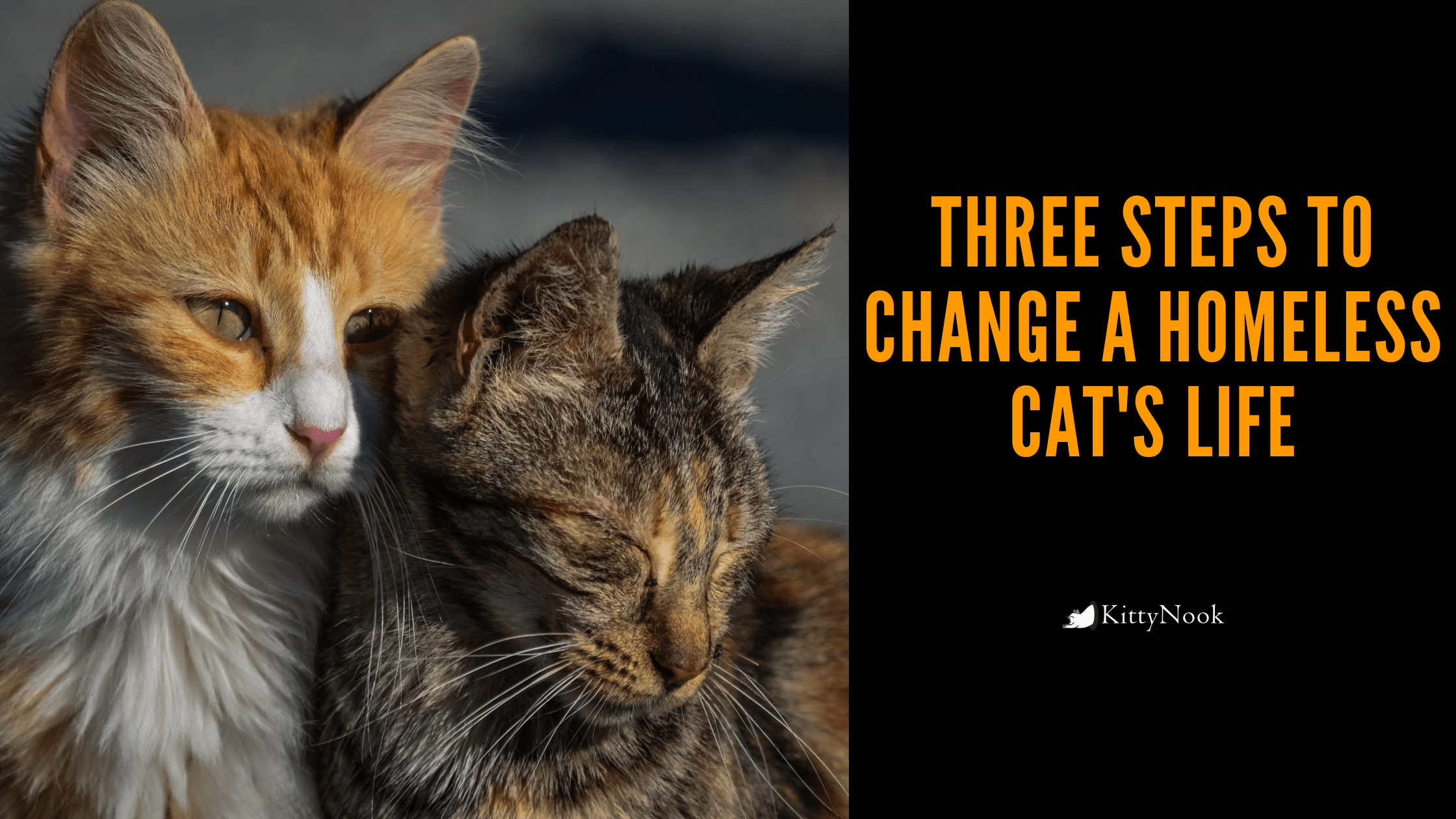 Three Steps To Help Change A Homeless Cat's Life - KittyNook